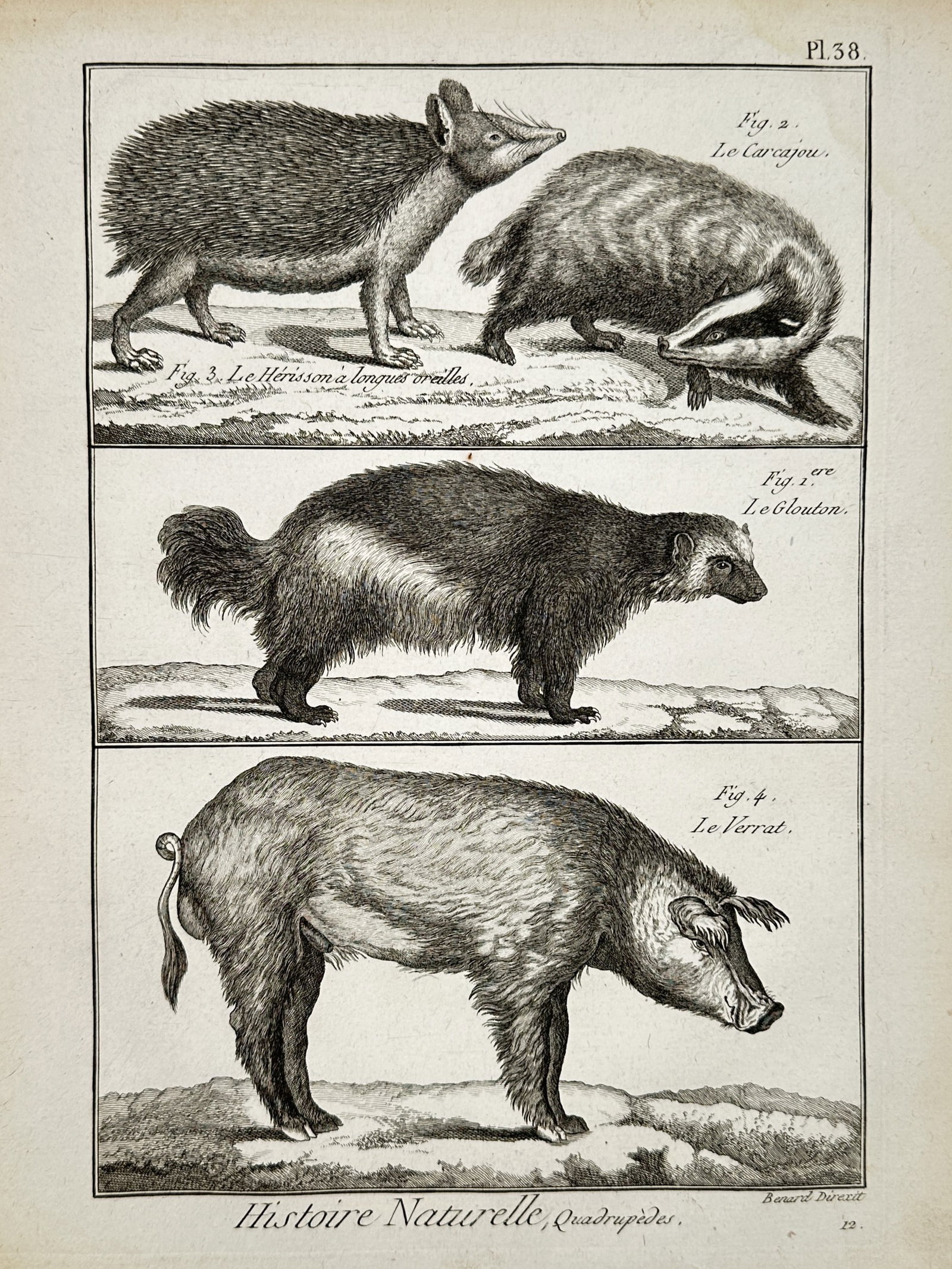 Robert Benard (1734-1777) – Quadrupeds: wolverine, the badger – Engraving (1788): "Histoire Naturelle, Quadrupedes" illustrates a selection of mammals including the wolverine, the badger, a long-eared hedgehog, and a boar. This plate was published in Paris by Panckoucke as part of