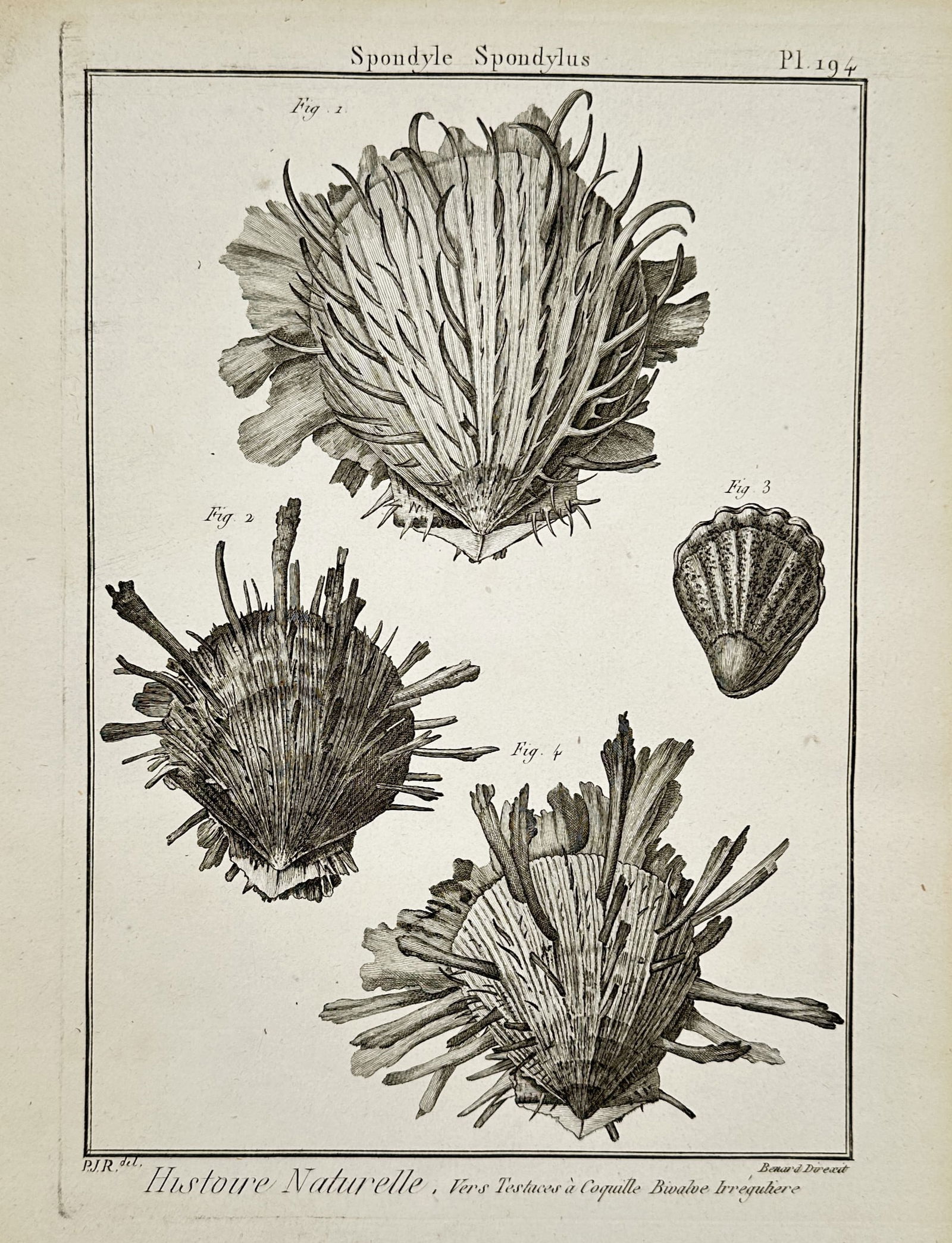 Robert Benard (1734-1777) – Shells: Spondyle Spondylus – Engraving (1791) (1 of 2)