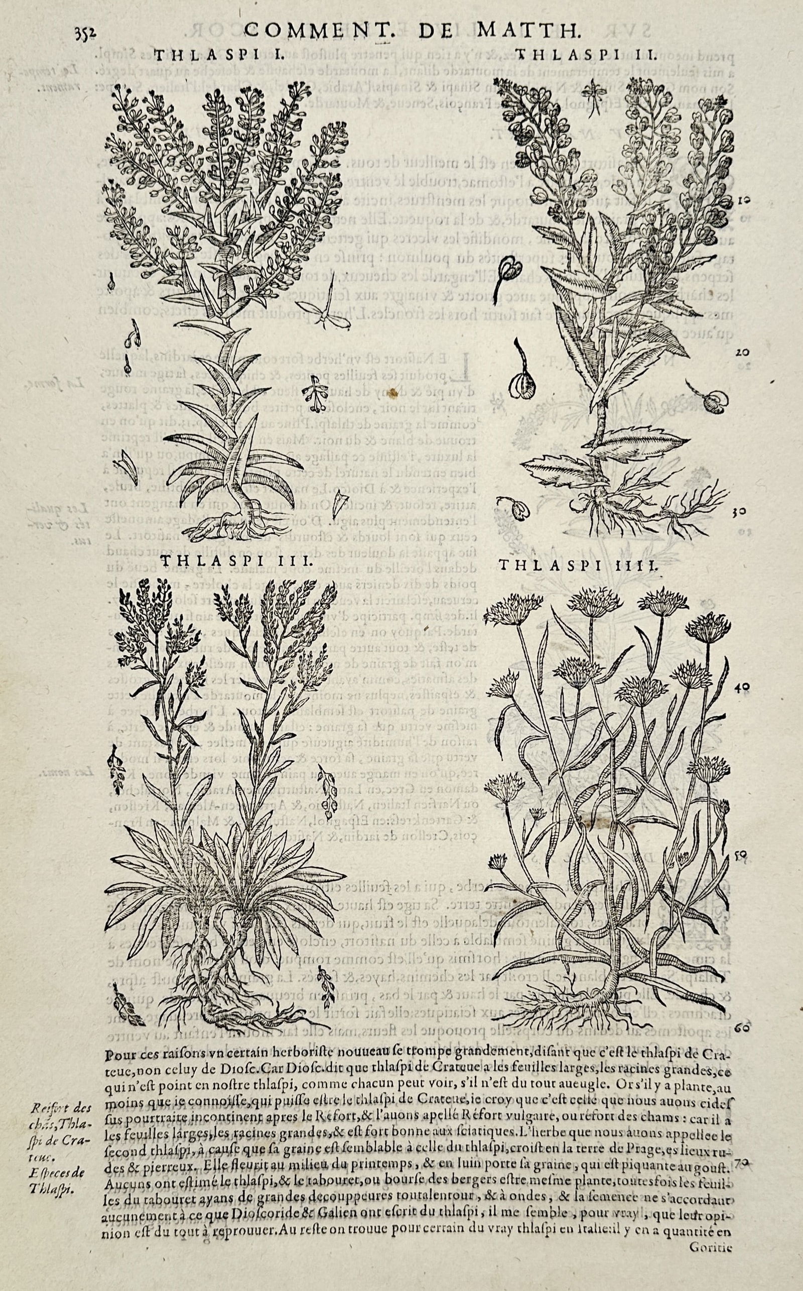 Pietro Andrea Mattioli (1501-1577) – Varieties of Thlaspi – Engraving (1572) (1 of 2)