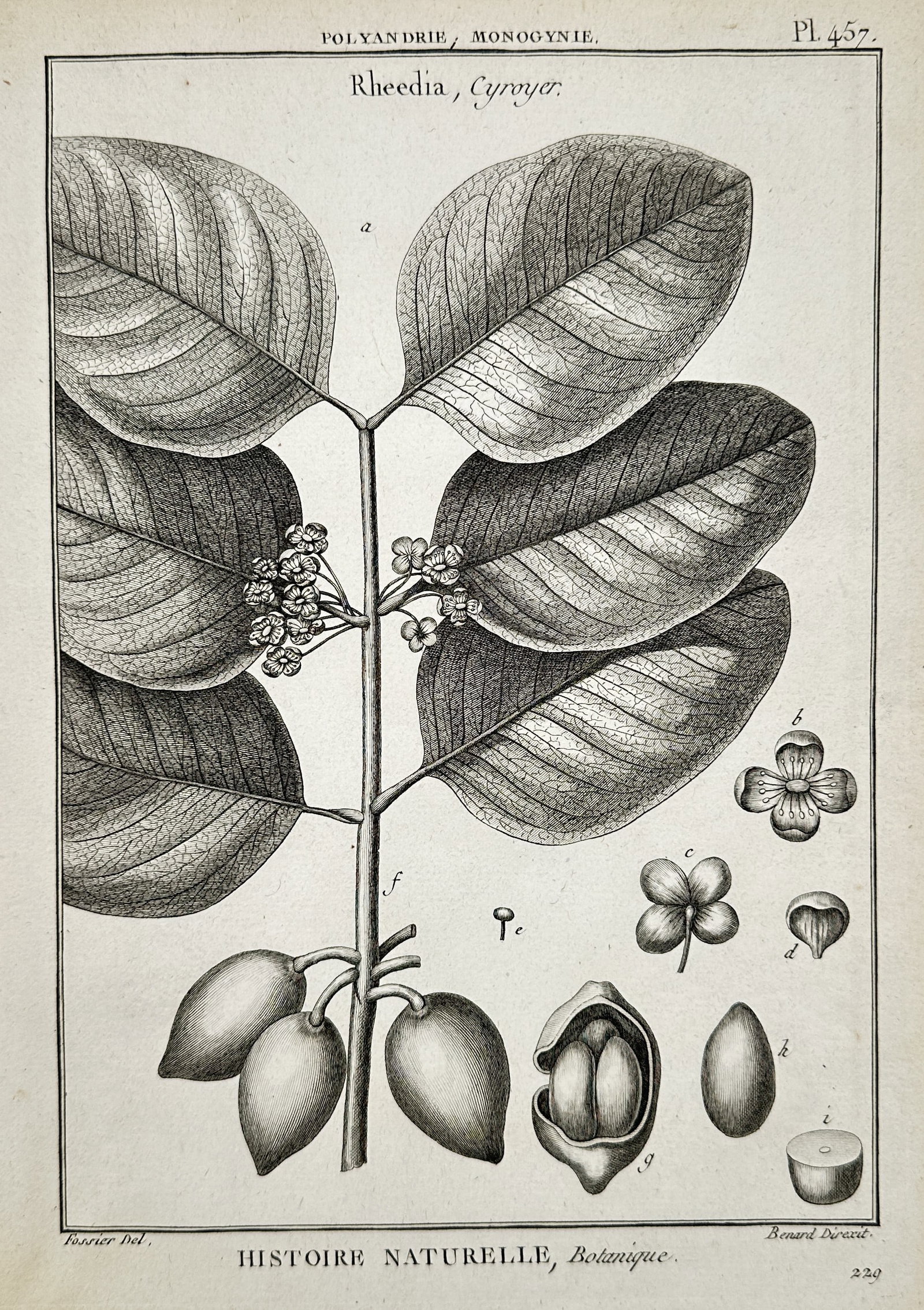 Robert Benard (1734-1777) – Botanical Study: Rheedia and Cyroyer – Engraving (1791): "Histoire Naturelle, Botanique" illustrates a branch of the Rheedia plant, featuring broad leaves and small flower clusters alongside detailed anatomical views of its fruit and seeds. This engraving i