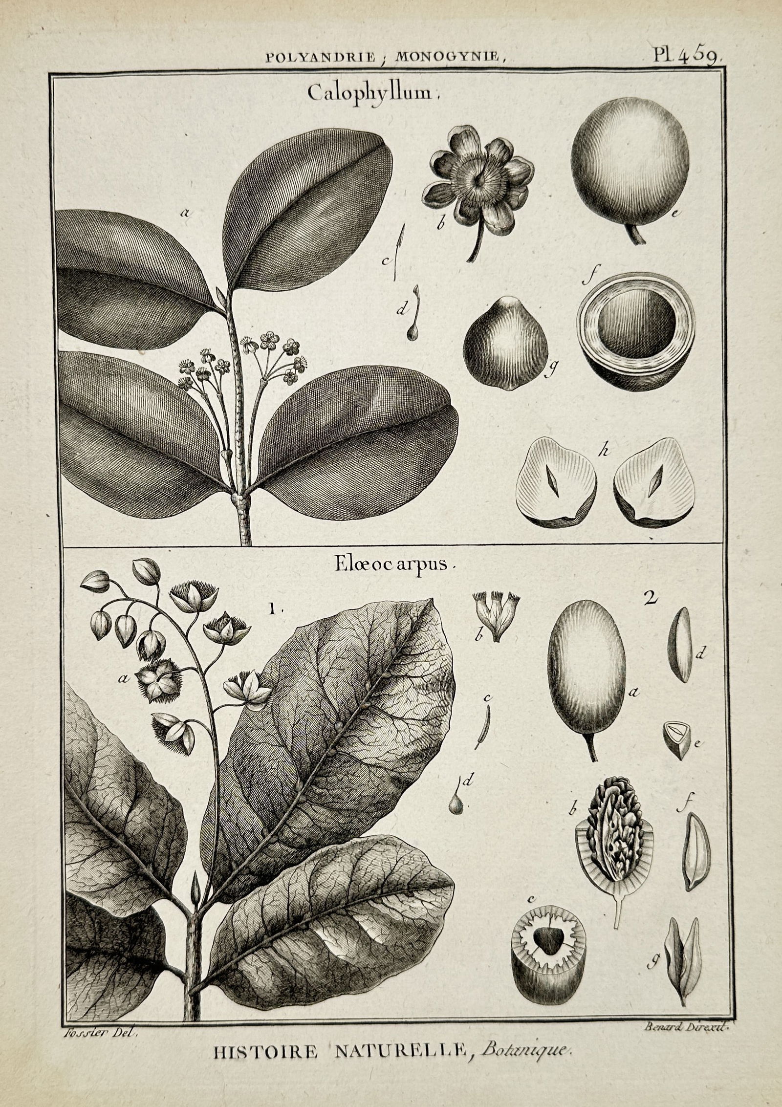 Robert Benard (1734-1777) – Botanical Study: Calophyllum and Elaeocarpus – Engraving (1791) (1 of 2)