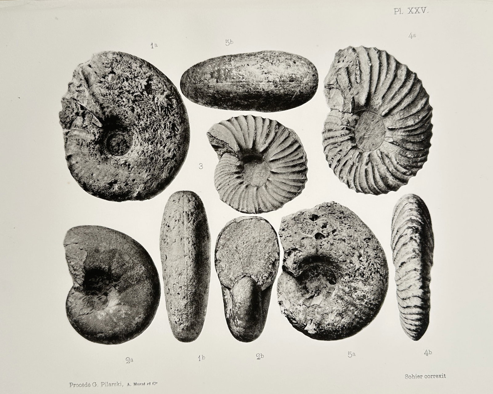 Albert de Grossouvre (1849-1932) – Ammonite Fossil Specimens – Lithograph (1894) (1 of 2)