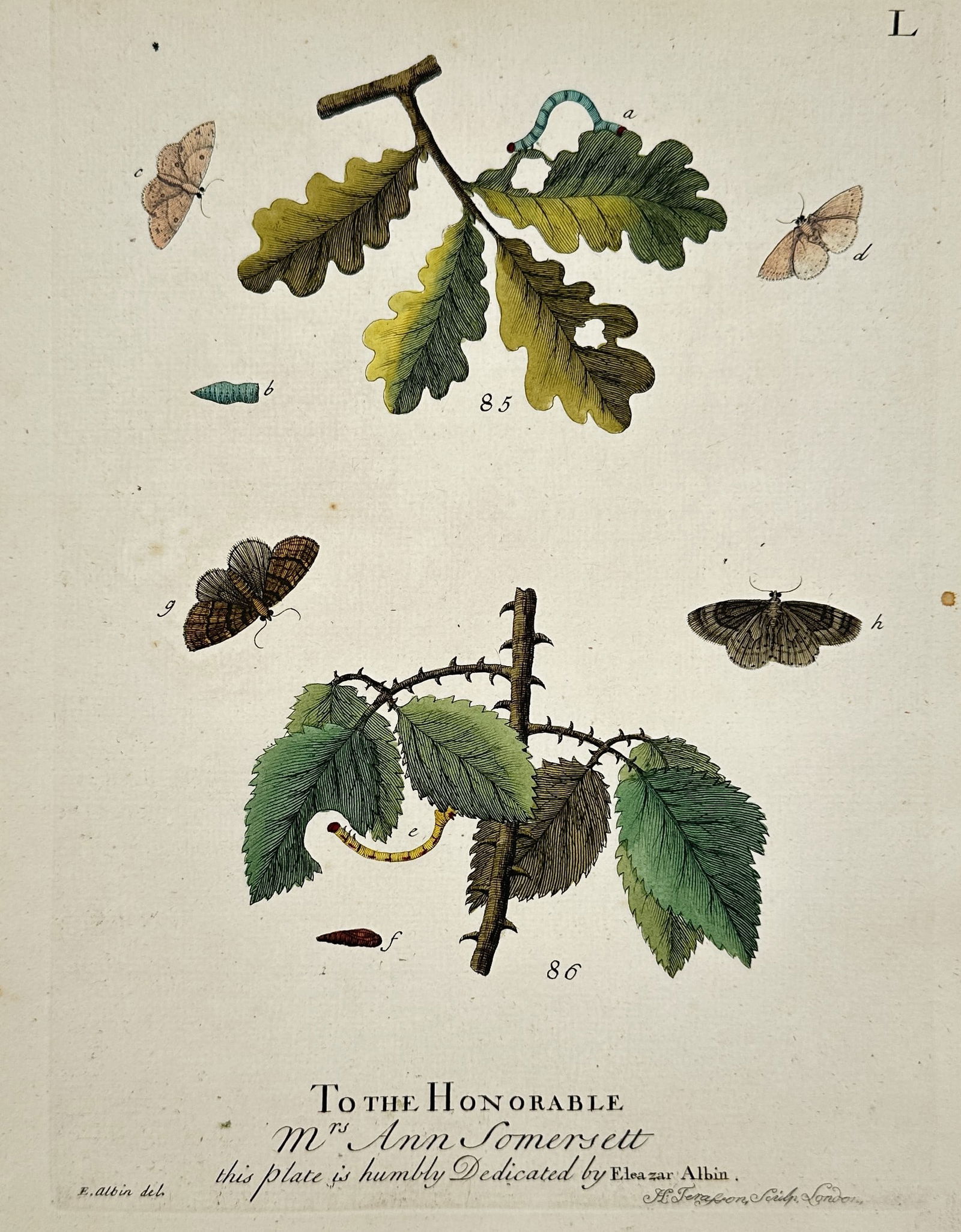 Eleazar Albin (1690-1742) – Botanical and Entomological Study – Hand-coloured etching (1731): "To the Honorable Mrs Ann Somersett this plate is humbly Dedicated by Eleazar Albin." This hand-coloured etching illustrates the developmental stages of insects on two distinct branches. The plate dep