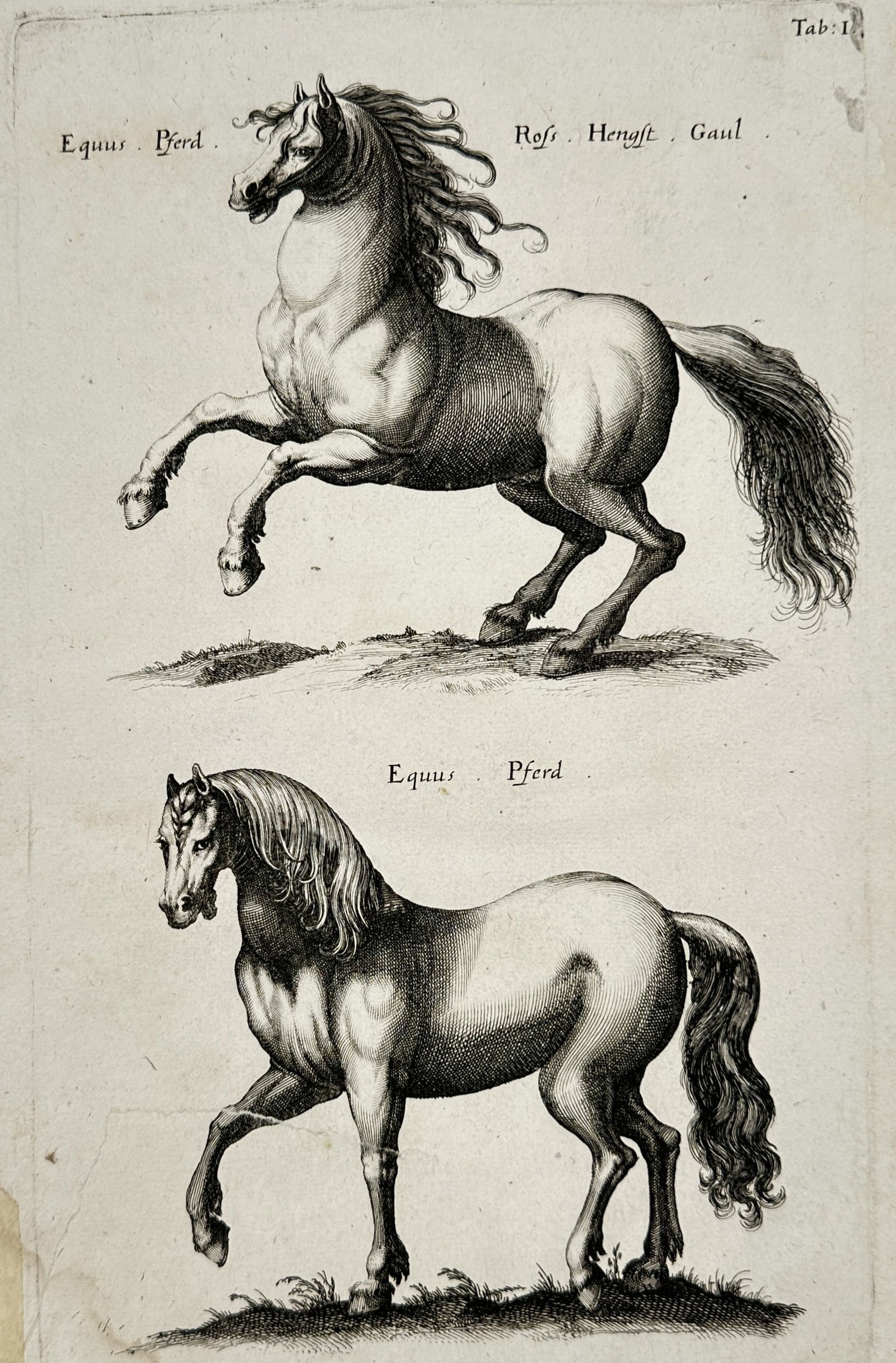 Johannes Jonstonus (1603–1675) – Studies of Rearing and Trotting Horses – Copper engraving (1 of 2)