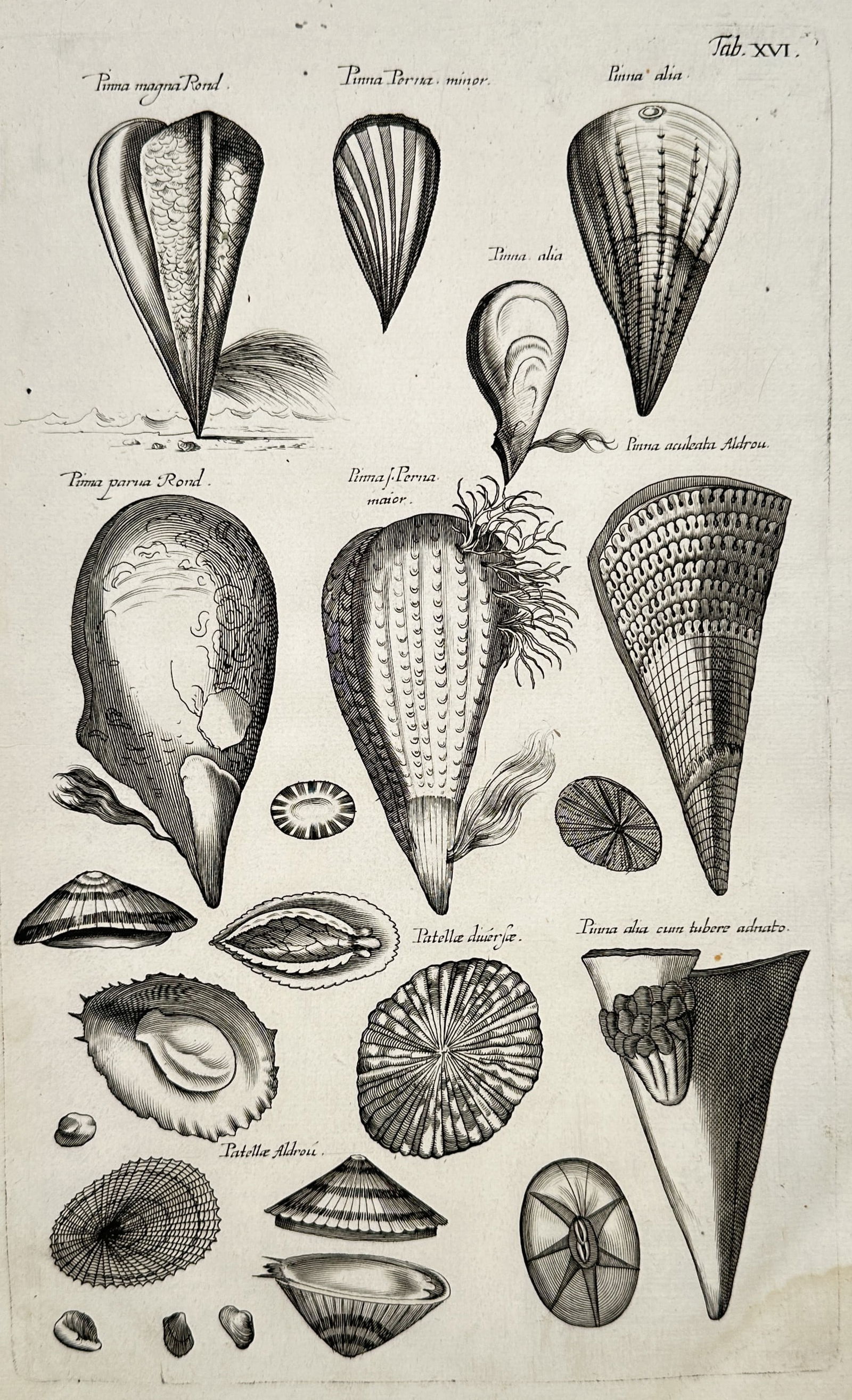 Johannes Jonstonus (1603–1675) – Studies of Pinna Shells and Limpets – Copper engraving (1650) (1 of 2)