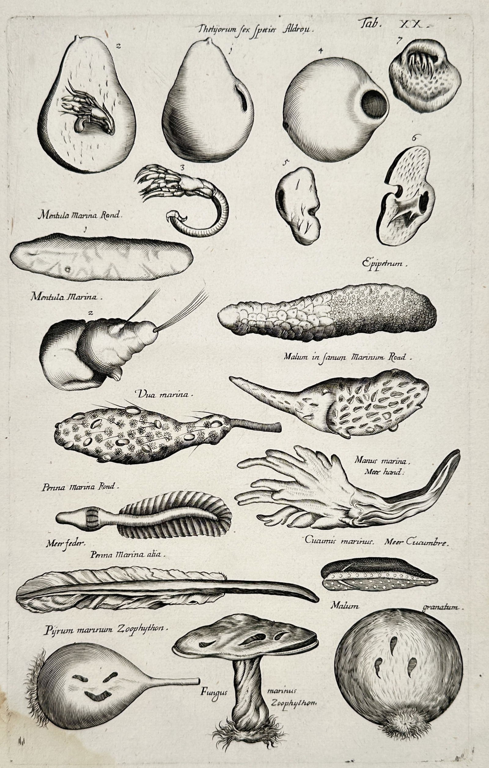 Johannes Jonstonus (1603–1675) – Studies of Marine Zoophytes and Aquatic Specimens (1 of 2)