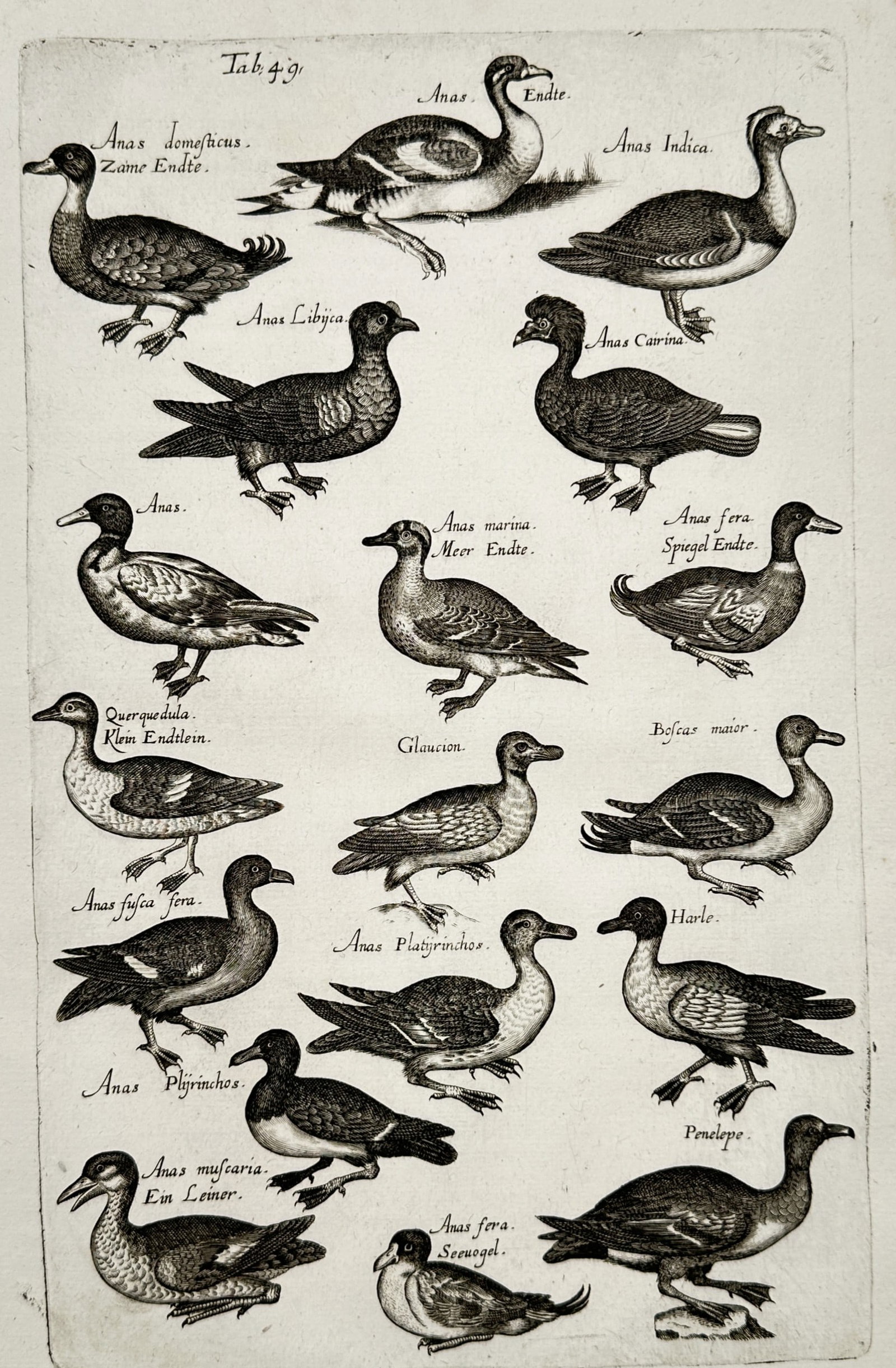 Johannes Jonstonus (1603–1675) – Studies of Various Duck Species – Copper engraving (1650): "Anas domesticus, Anas Indica, and others." This seventeenth-century copper engraving presents an ornithological study of numerous duck species arranged in four horizontal rows. The plate illustrates