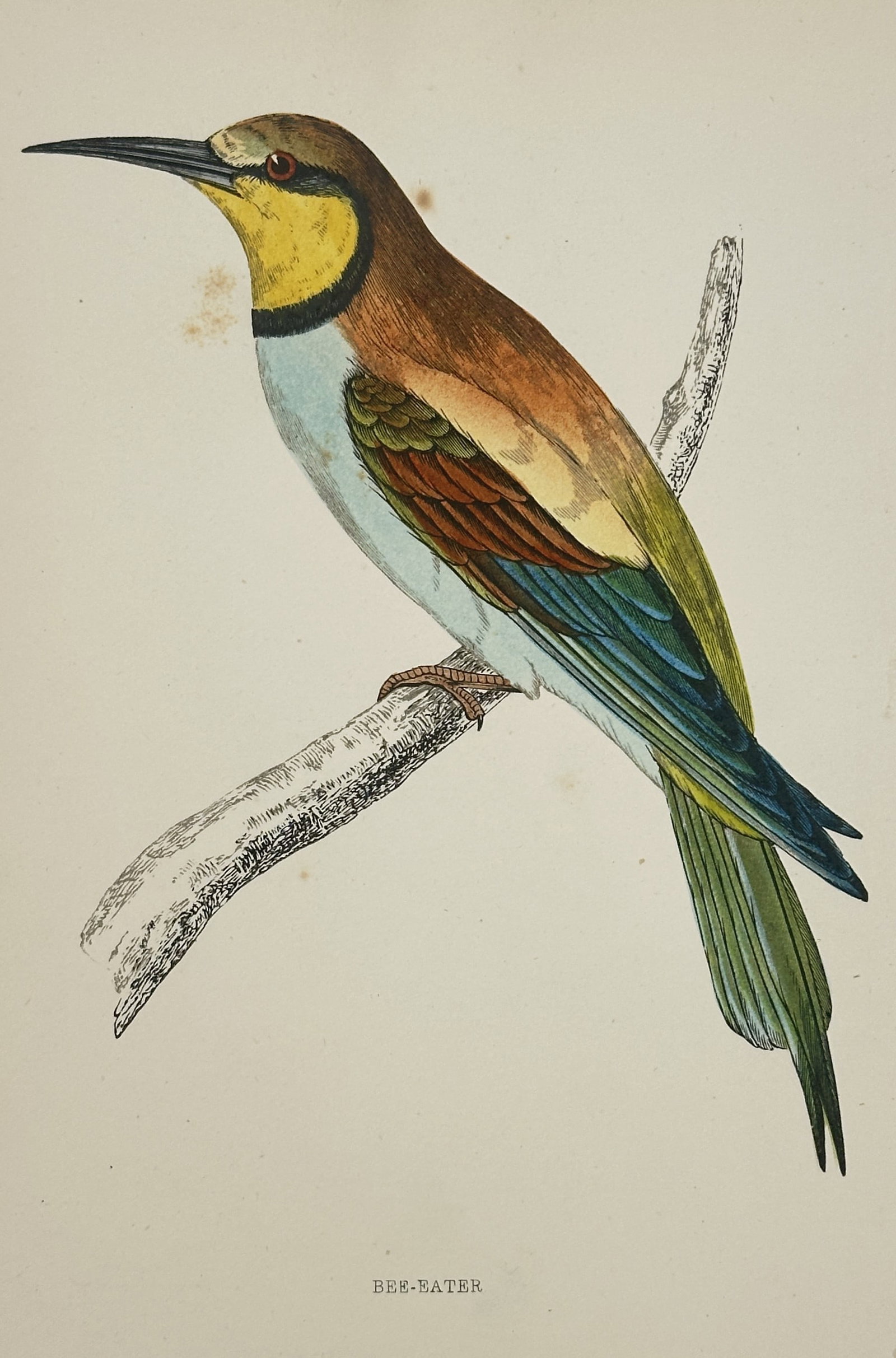 Francis Orpen Morris (1810–1893) – View of a Bee-eater – Hand-coloured wood engraving (1851) (1 of 2)