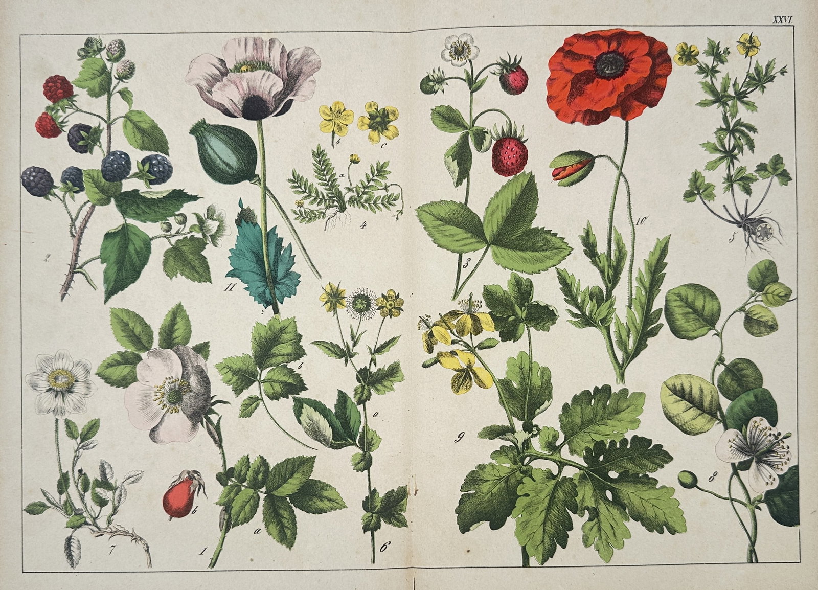 Gotthilf Heinrich von Schubert – View of Various Flowering Plants and Berries: "Naturgeschichte des Pflanzenreichs" displays a double-page botanical plate featuring various flowering plants, fruits, and berries, including poppies, wild strawberries, blackberries, and roses. Each