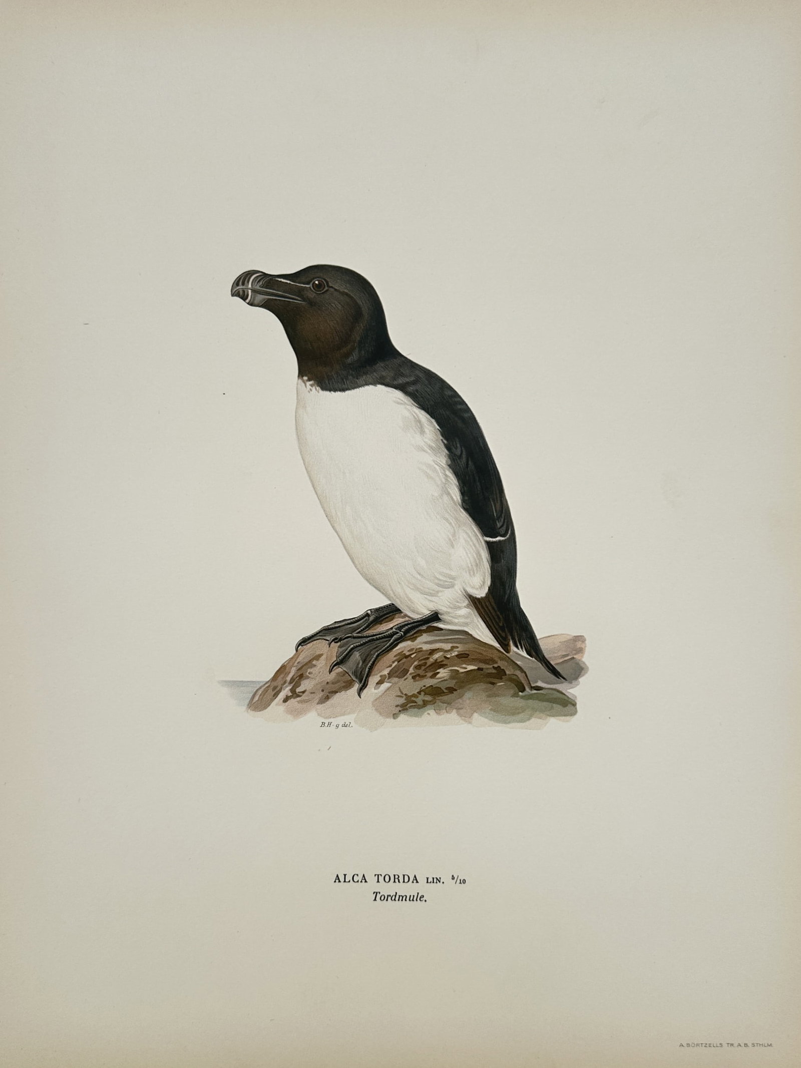 Magnus von Wright (1805–1867) – View of a Razorbill – Chromolithograph (1927–1929): "Alca torda" depicts a Razorbill perched on a coastal rock, showcasing its distinctive thick, black bill with a vertical white line and its sharp black and white plumage. This chromolithograph was pub