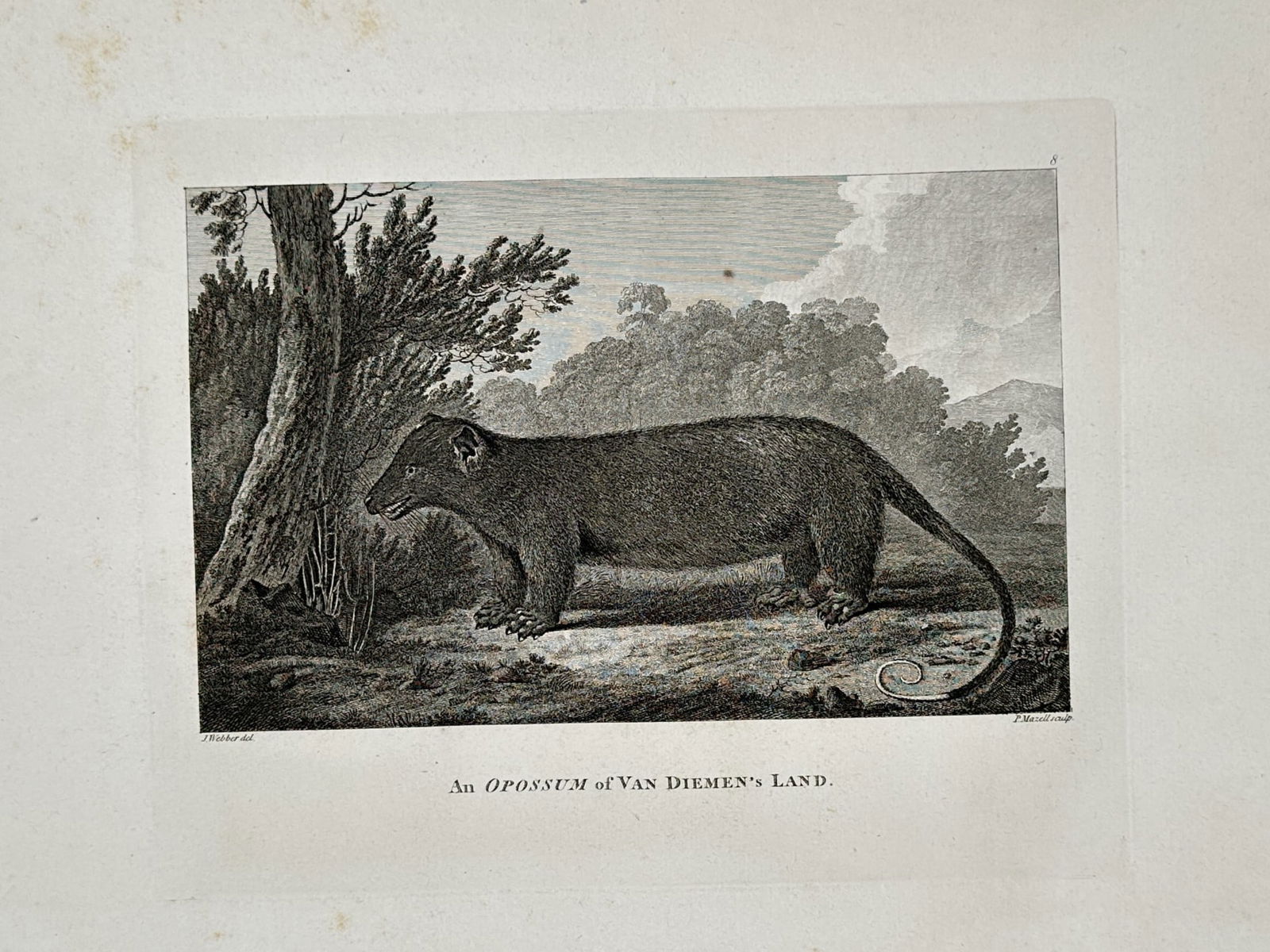 John Webber (1751–1793) – View of an Opossum of Van Diemen's Land – Large Folio Engraving: "An Opossum of Van Diemen's Land" illustrates a Common Brushtail Possum situated in a wooded landscape in Tasmania, featuring its thick fur and long, prehensile tail. This large folio engraving was pu