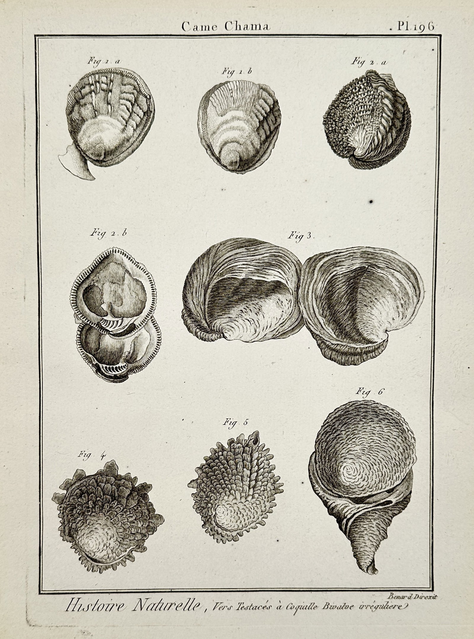 Robert Benard (1734-1777) – Shells: Came Chama – Engraving (1791) (1 of 2)