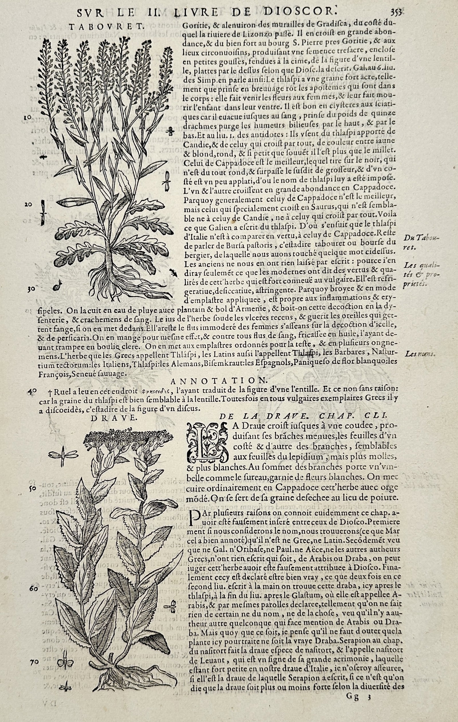 Pietro Andrea Mattioli (1501-1577) – Botanical Studies: Tabouret and Drave – Engraving (1572): "Sur le IIIme Livre de Dioscor" illustrates two botanical specimens, identified as Tabouret and Drave, featuring detailed depictions of their stalks, leaves, and root systems accompanied by extensive