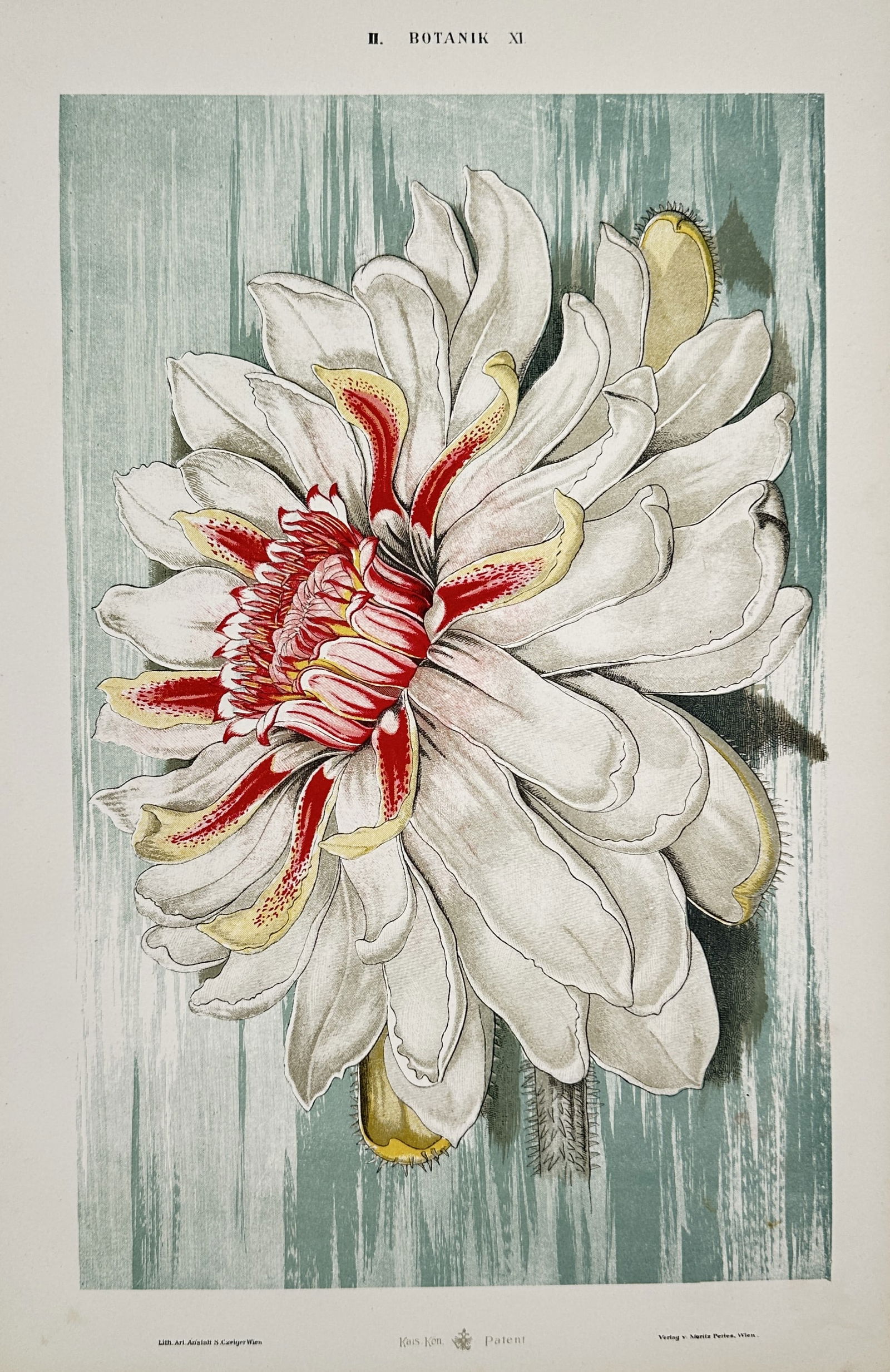 Gustav von Hayek (1836–1911) – Queen of the Night Cactus Bloom – Chromolithograph (c. 1885): "Botanik XI". This work depicts the dramatic, large-scale flower of a night-blooming cactus, possibly Selenicereus or a related genus. The composition features a central white bloom with elongated, cr