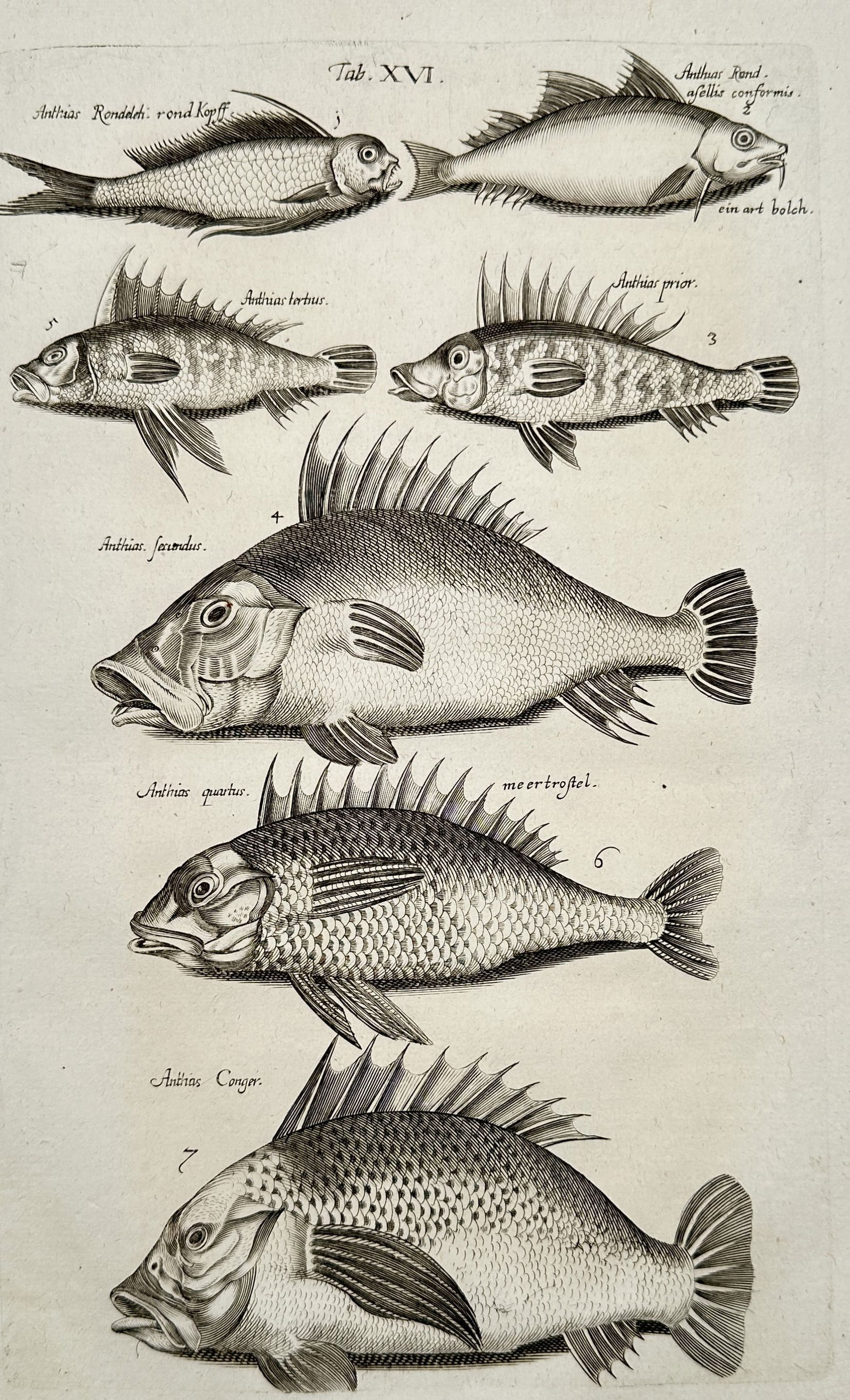 Johannes Jonstonus (1603–1675) – Study of Perch-like Fish (Anthias species) – Copper: "Anthias". This ichthyological plate (Tab. XVI) illustrates seven distinct species of fish, primarily focusing on the genus Anthias and related sea perches. The engraving displays a variety of body sh