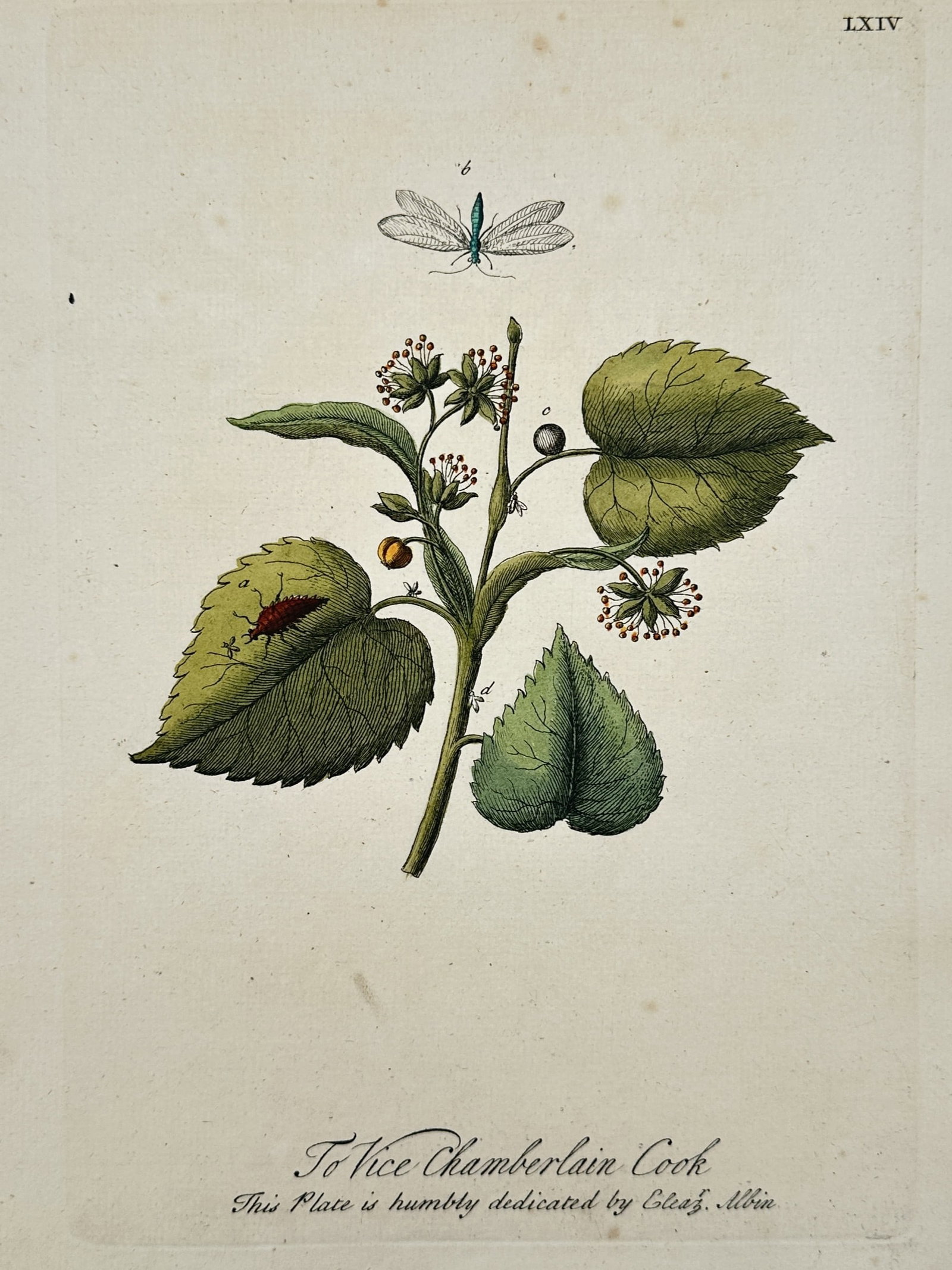 Eleazar Albin (1690–1742) – Life Cycle of a Lacewing on a Flowering Branch – Hand-coloured: This hand-coloured copper engraving illustrates the life cycle and ecological relationship of a lacewing insect with its botanical host. The central botanical study features a flowering branch with br