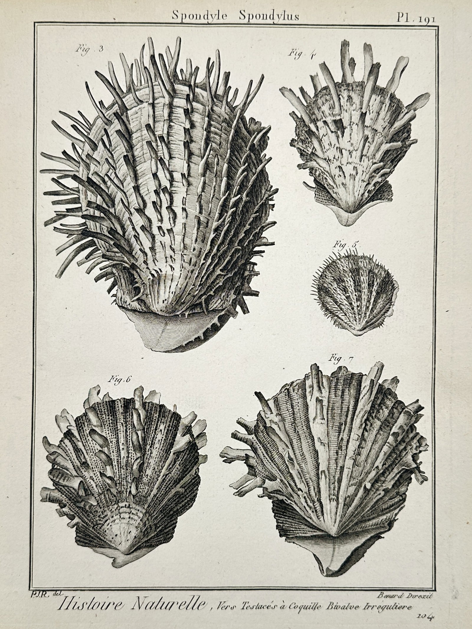 Charles-Joseph Panckoucke (1736–1798) – Study of Thorny Oyster Varieties (Spondylus): This eighteenth-century engraving provides a scientific illustration of distinct specimens of the Oyster Varieties, showcasing the diversity and irregular growth patterns characteristic of these thorn