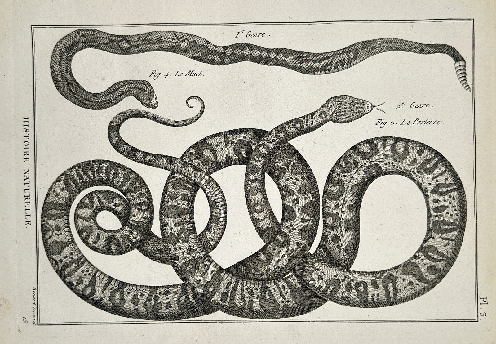 Robert Benard (1734–1777) – Herpetological Study of the Rattlesnake and Viper – Engraving: "Le Muet. Le Parterre." This eighteenth-century engraving provides a comparative study of two distinct snake species, likely representing a variety of rattlesnake and a large viper. The figure on the