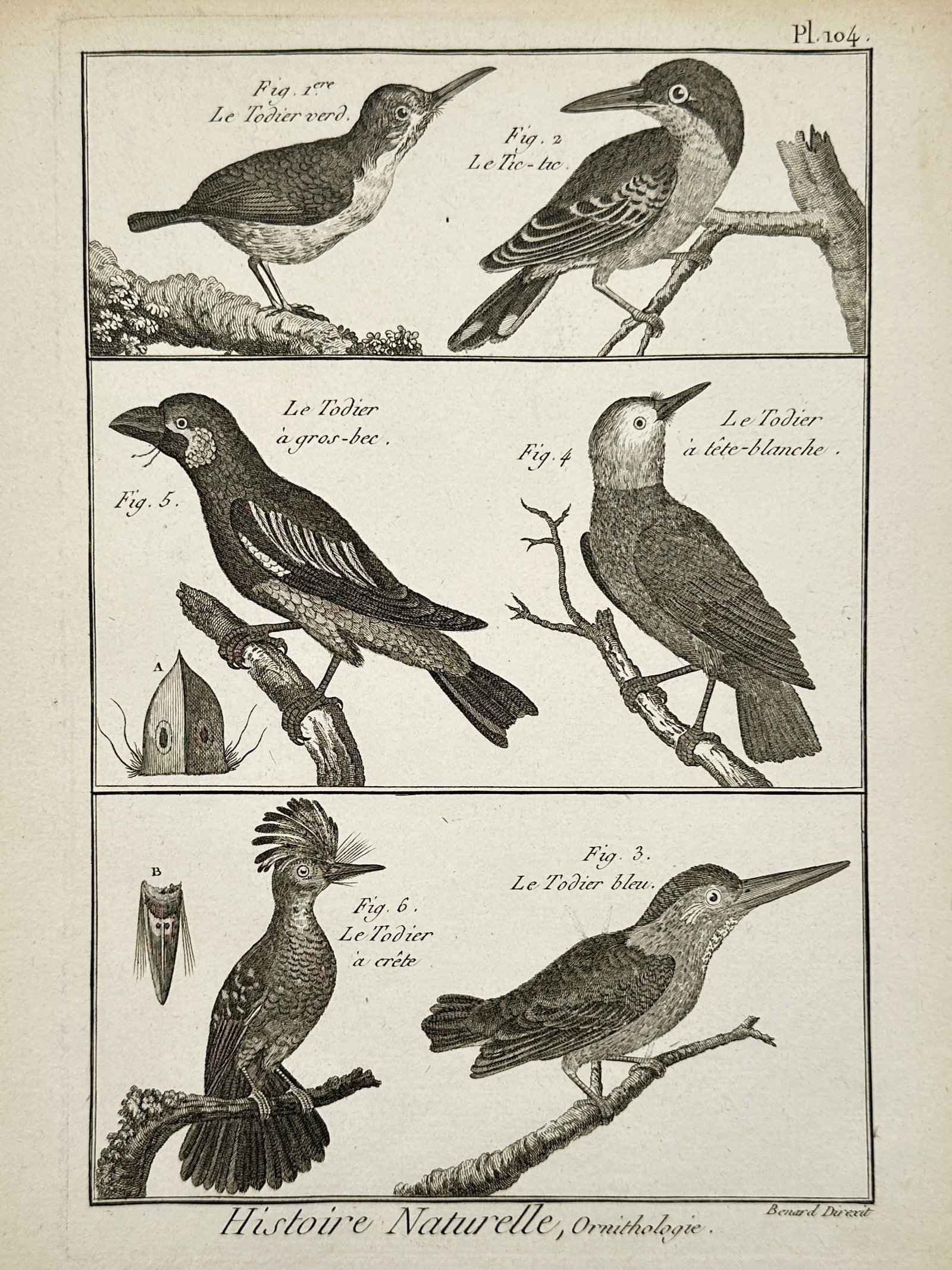 Robert Benard – Natural History Study of Todies and Kingfishers – France – Engraving (1788): "Histoire Naturelle, Ornithologie" This work provides an ornithological study of various small bird species, featuring six detailed figures perched on branches including the green tody, blue tody, and