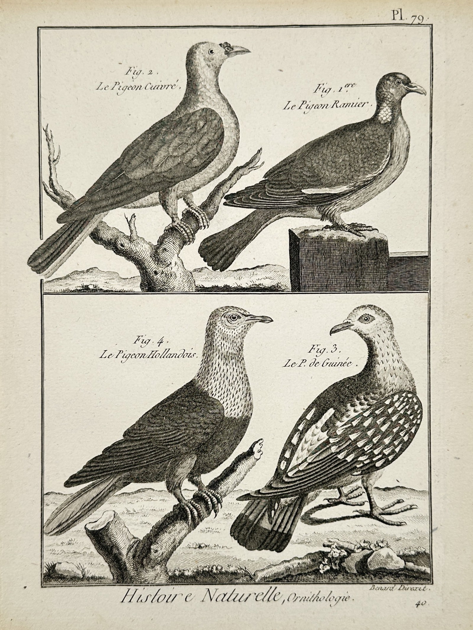 Robert Benard – Natural History Study of Pigeons and Doves – France – Engraving (1788): "Histoire Naturelle, Ornithologie" This work provides an ornithological study of various columbidae species, featuring four detailed figures including the wood pigeon, the copper pigeon, the Dutch pig