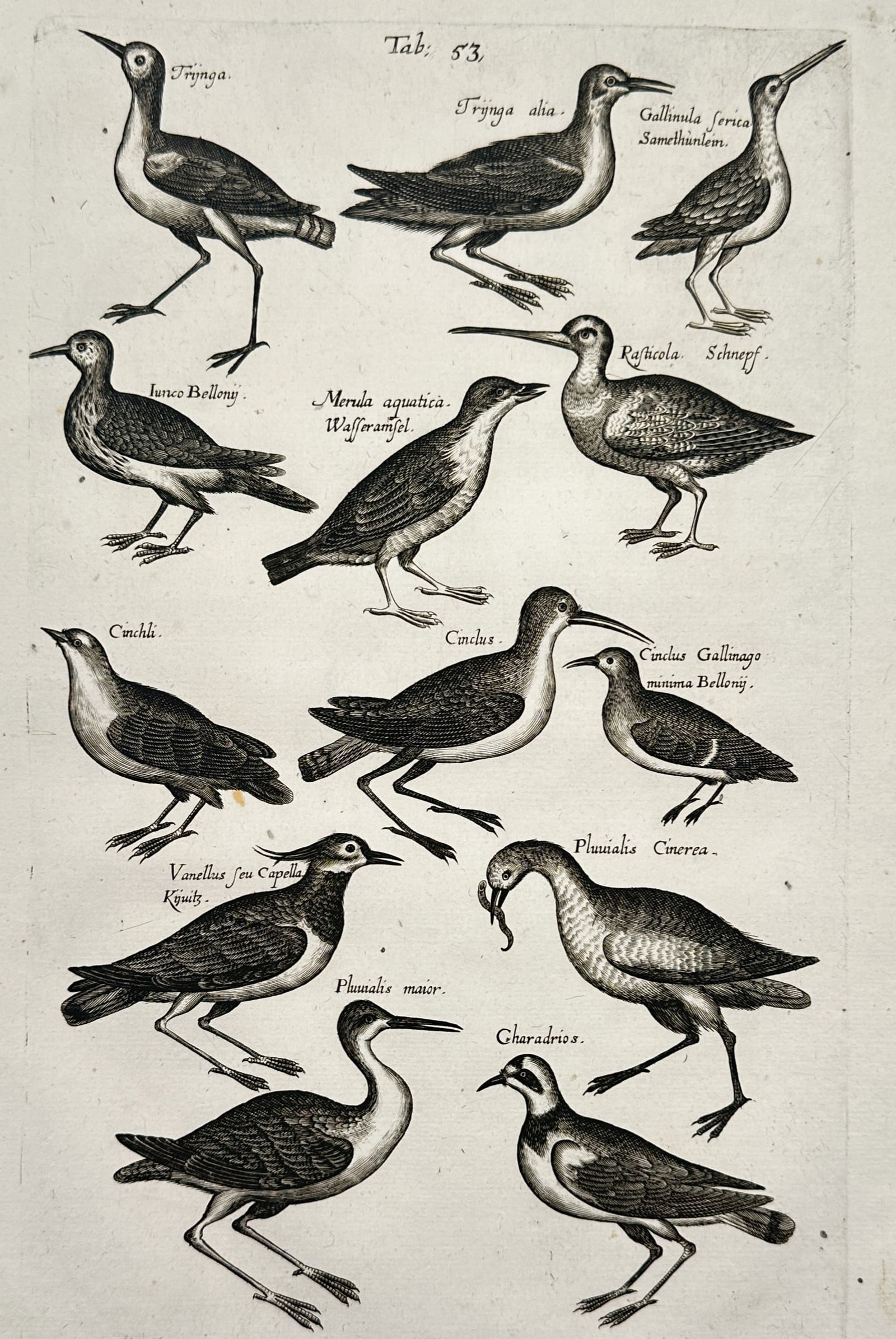 Johann Jonston – Natural History Study of Wading Birds and Plovers – Engraving (1650): "Tab. 53" This work provides a visual study of various shorebirds and wading species, featuring thirteen detailed figures including sandpipers, plovers, and a lapwing. The engraving was published in F