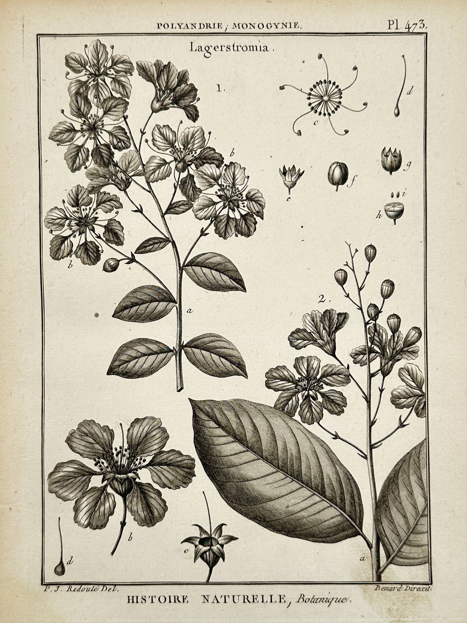 Robert Bénard – Botanical Study of Lagerstroemia – Engraving (1791): "Lagerstromia" This work presents a detailed botanical study of the Lagerstroemia genus, showing various flowering branches and anatomical dissections of the plant's reproductive organs. It was publis