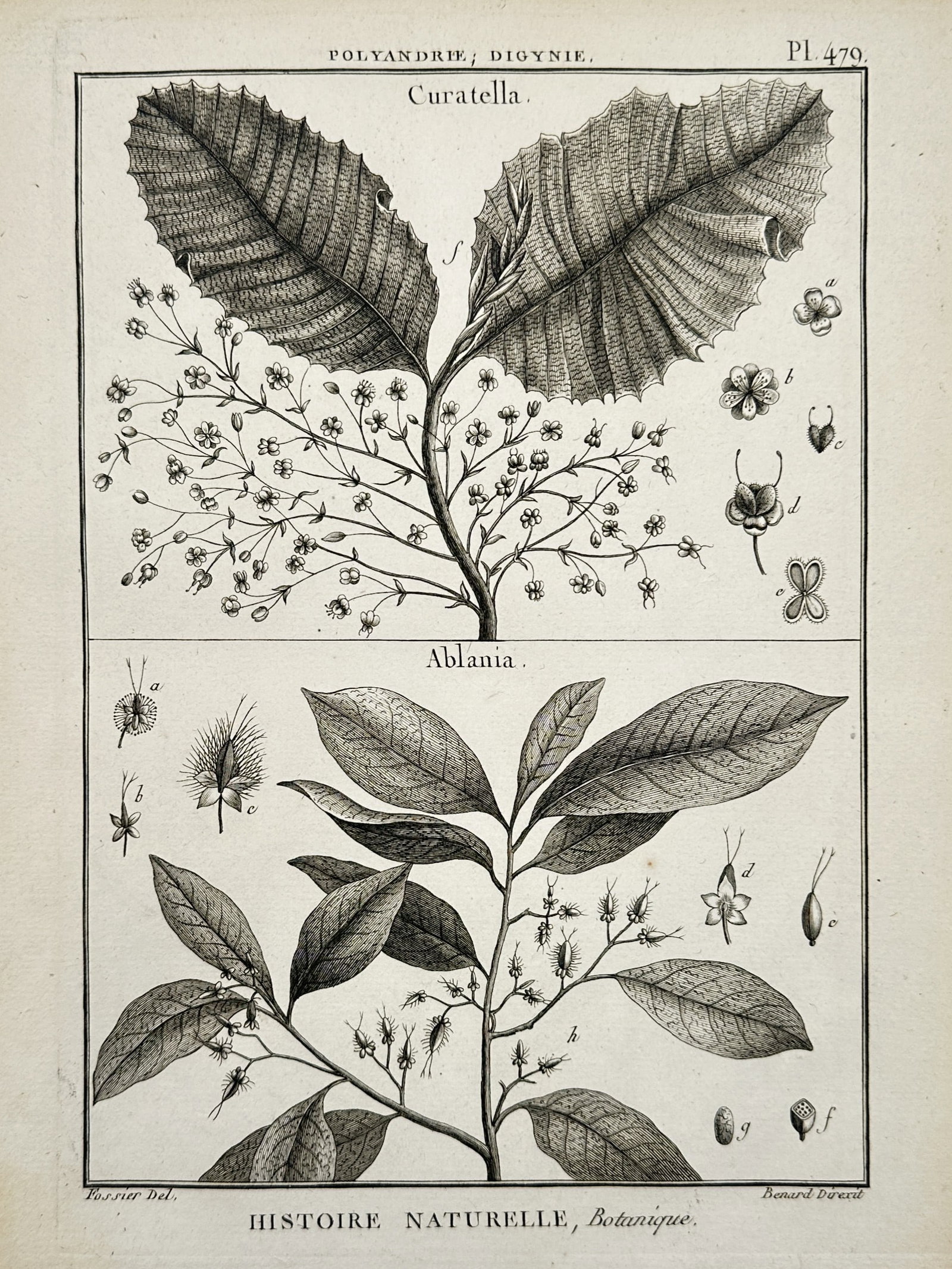 Robert Bénard – Botanical Study of Curatella and Ablania – Engraving (1791): "Curatella. Ablania." This work features a dual botanical study of the Curatella and Ablania genera, showing detailed leaf textures, flowering panicles, and anatomical dissections of the seeds and flo