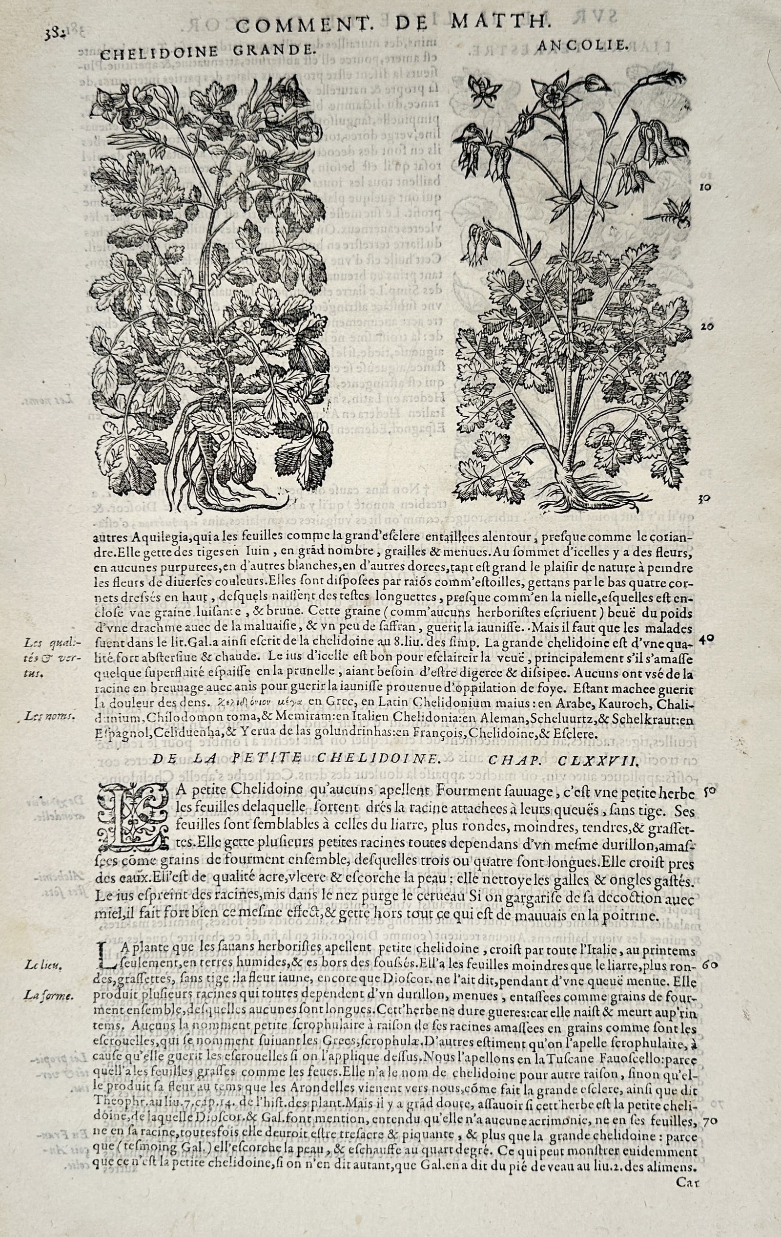Pietro Andrea Mattioli (1501-1577) – Chelidoine Grande and Ancolie – Woodcut (1572): "Chelidoine Grande. Ancolie." This page presents woodcut illustrations of greater celandine and columbine, accompanied by French text describing their botanical forms and medicinal uses. It was publis