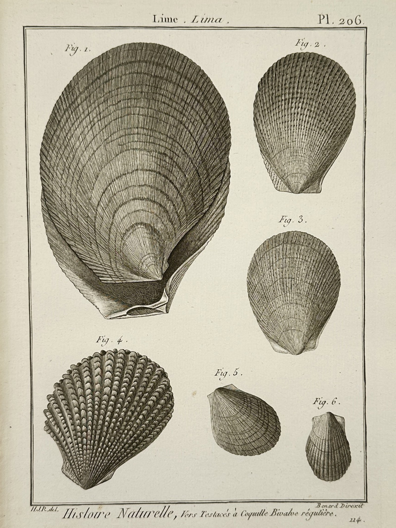 Robert Benard – Natural History Study of File Shells – Engraving (1791) (1 of 2)