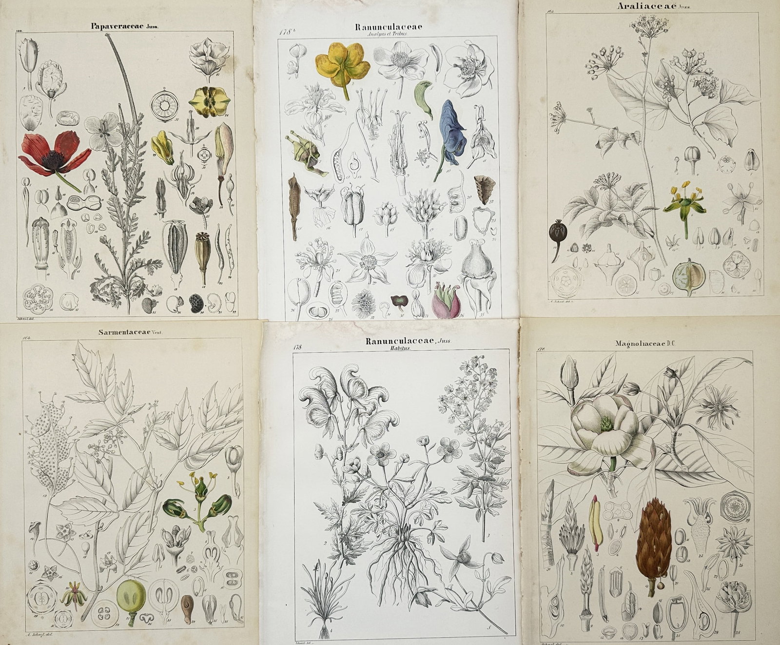 Adalbert Schnizlein (1814-1868) – Set of 6: Botanical Morphologies of Papaveraceae and: "Papaveraceae. Ranunculaceae. Araliaceae. Sarmentaceae. Magnoliaceae." This set of six lithographs provides a comprehensive botanical analysis of several major plant families, highlighting the diverse