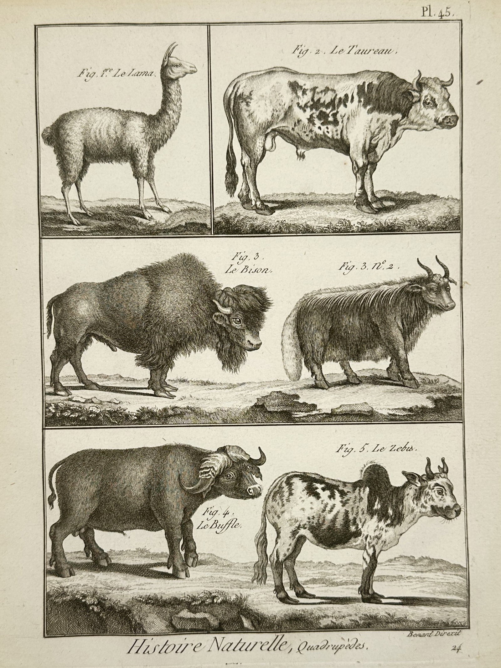 Robert Benard (1734-1777) – Natural History Study of Quadrupeds – Engraving (1791): "Le Lama. Le Taureau. Le Bison. Le Buffle. Le Zebu." This engraving illustrates a selection of diverse large mammals, highlighting the physical characteristics of camels and bovines from various globa