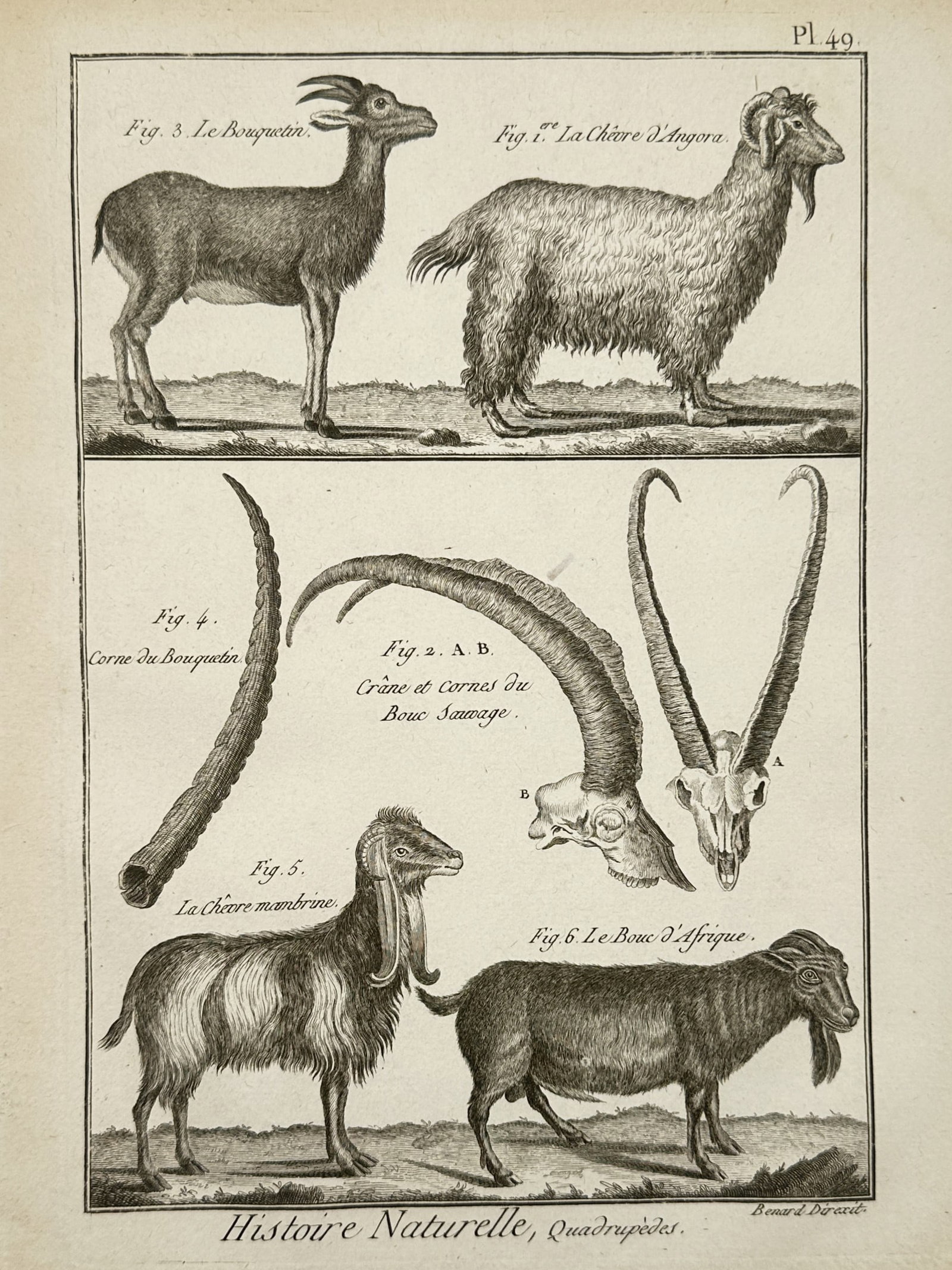 Robert Benard (1734-1777) – Natural History Study of Goats and Ibex – Engraving (1791): "Le Bouquetin. La Chevre d'Angora. La Chevre mambrine. Le Bouc d'Afrique." This engraving illustrates various species of wild and domestic goats, featuring detailed depictions of their physical forms