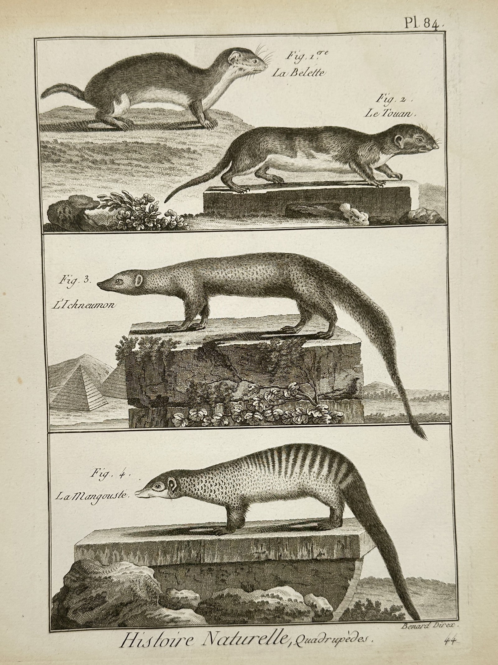 Robert Benard (1734-1777) – Natural History Study of Weasels and Mongooses – Engraving (1791): "La Belette. Le Touan. L'Ichneumon. La Mangouste." This engraving illustrates four distinct small carnivorous mammals, documenting the physical characteristics of the common weasel, a South American m