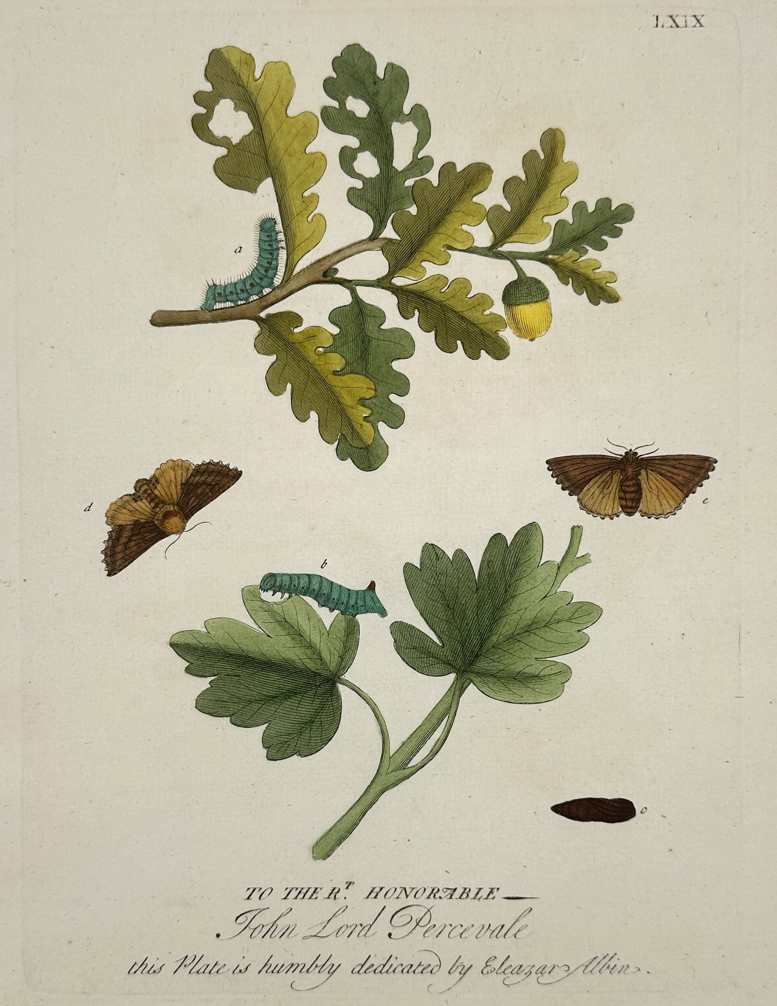 Eleazar Albin (1680-1742) – Moth Life Cycles on Oak and Hawthorn – Hand-coloured etching: "To the Rt. Honorable John Lord Percevale." This hand-coloured etching illustrates the various stages of insect metamorphosis, showing caterpillars and adult moths alongside branches of oak with an ac