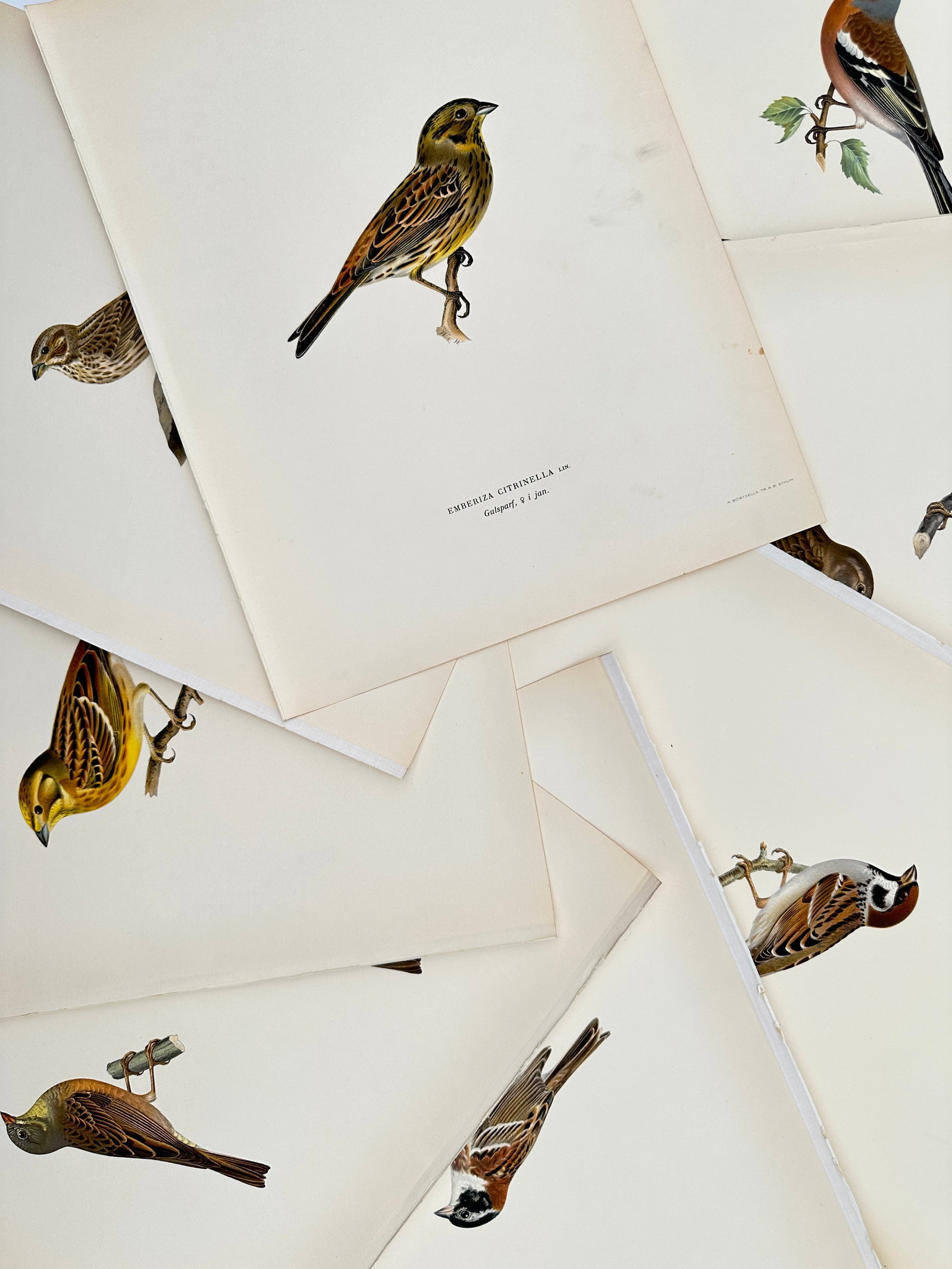 Magnus von Wright (1805–1867) – Set of 8: Studies of European Buntings and Sparrows: "Emberiza citrinella. Fringilla coelebs. Emberiza schoeniclus. Passer montanus." This set of eight lithographs documents several species of European buntings and sparrows, including the yellowhammer,