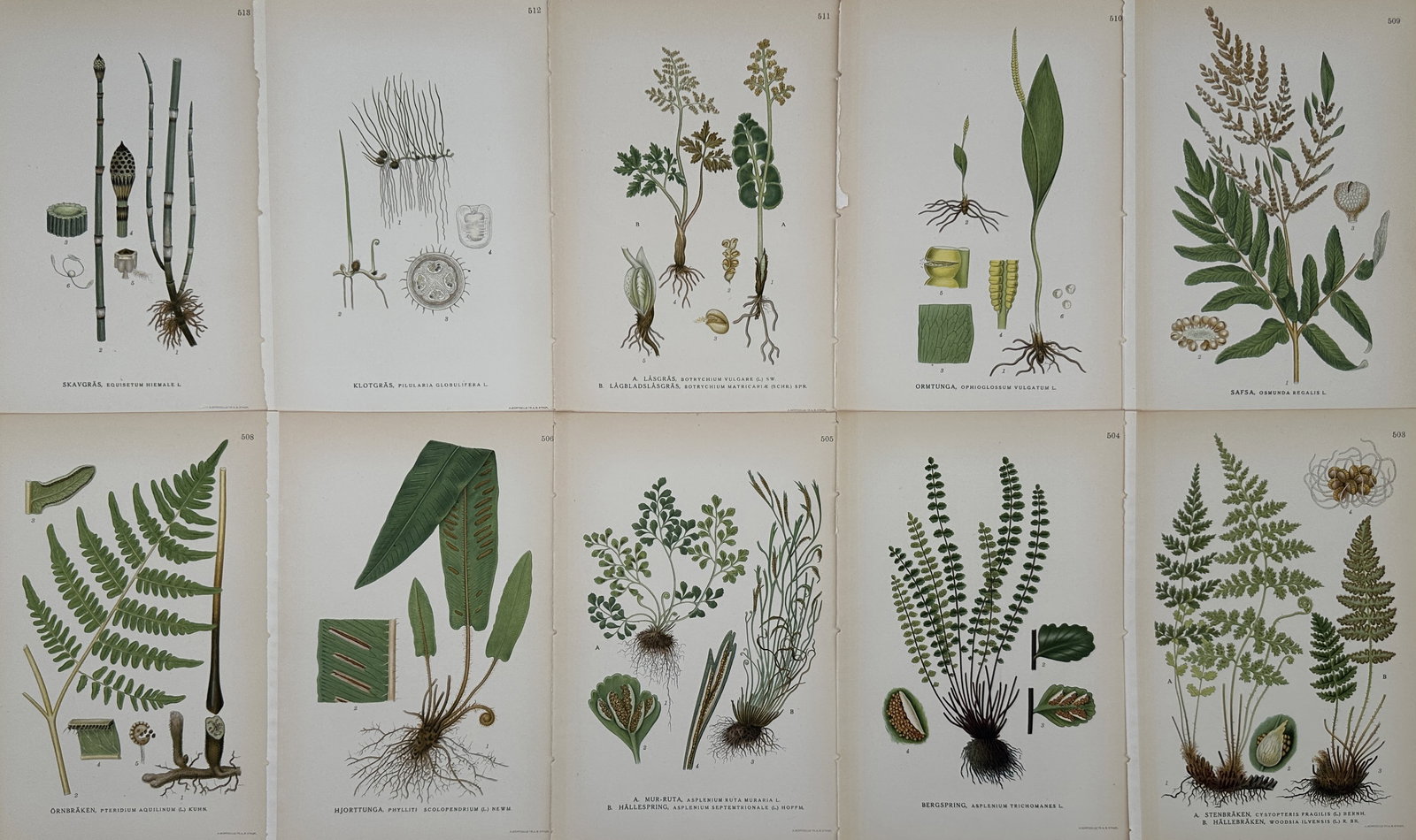 Carl Axel Magnus Lindman (1856–1928) – Set of 10: Botanical Studies of Nordic Ferns and: "Skavfräken. Klotgräs. Låsbräken. Ormtunga. Safsa. Örnbräken. Hjorttunga. Murruta. Svartbräken. Stenbräken." This set of ten chromolithographs illustrates a diverse range of Swedish pteridophy