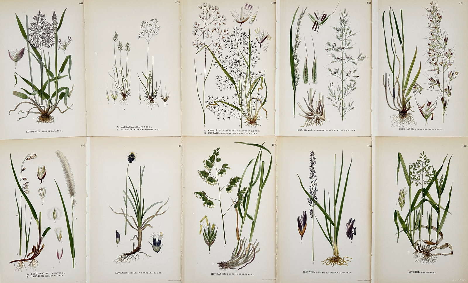 Carl Axel Magnus Lindman (1856–1928) – Set of 10: Botanical Studies of Nordic Grasses: "Luddtåtel. Växtåtel. Silver tåtel. Knylhavre. Ludhavre. Bergslok. Älväxing. Hundäxing. Blåtåtel. Vitgröe." This set of ten chromolithographs illustrates a variety of Nordic grass species (P
