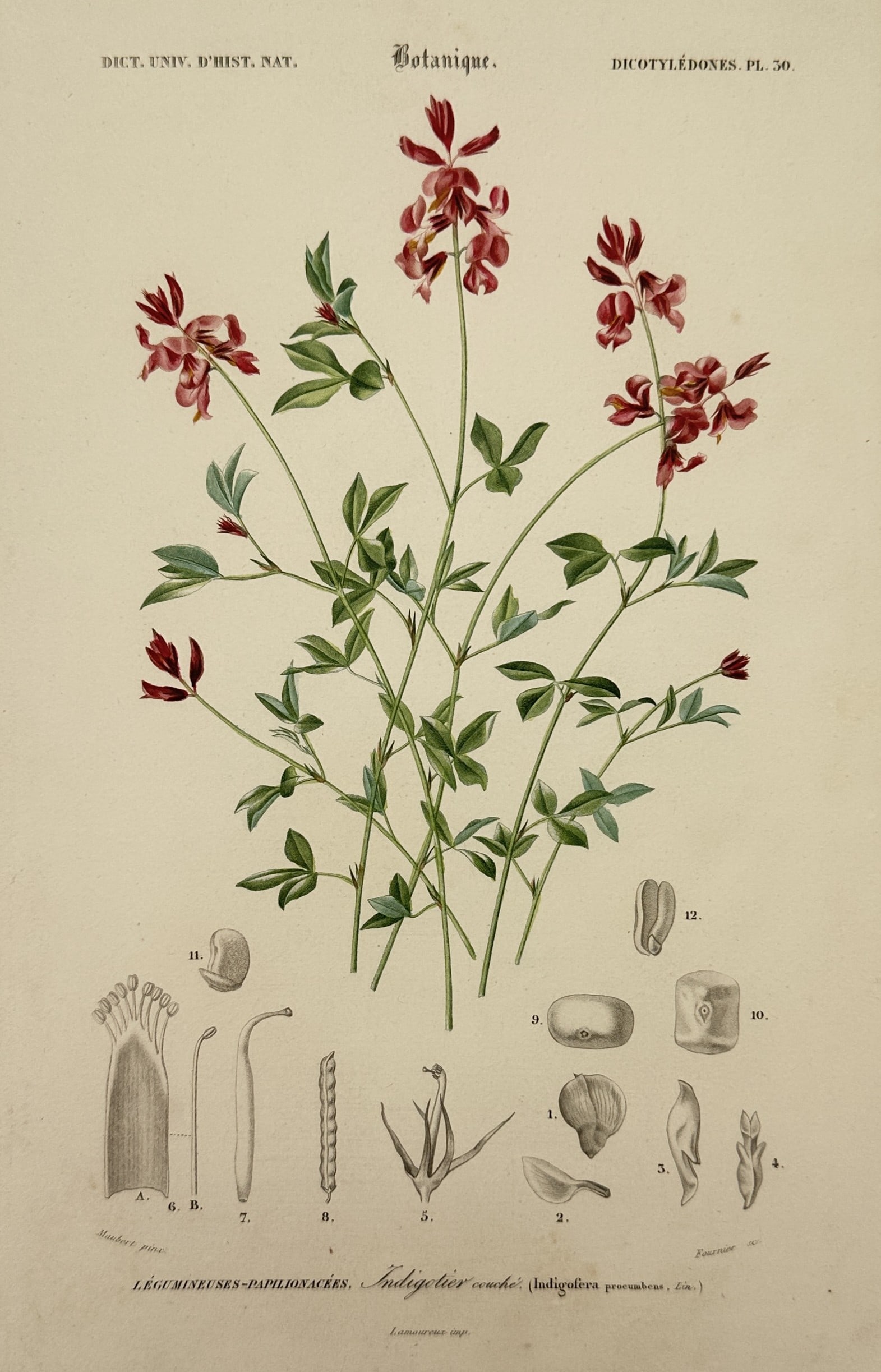 Charles d'Orbigny (1806–1876) – Botanical Study of Indigo – Hand-coloured engraving (1849): "Botanique: Légumineuses-Papilionacées, Indigotier couché." This hand-coloured engraving illustrates a species of indigo plant from the legume family. The plate provides an extensive botanical anal