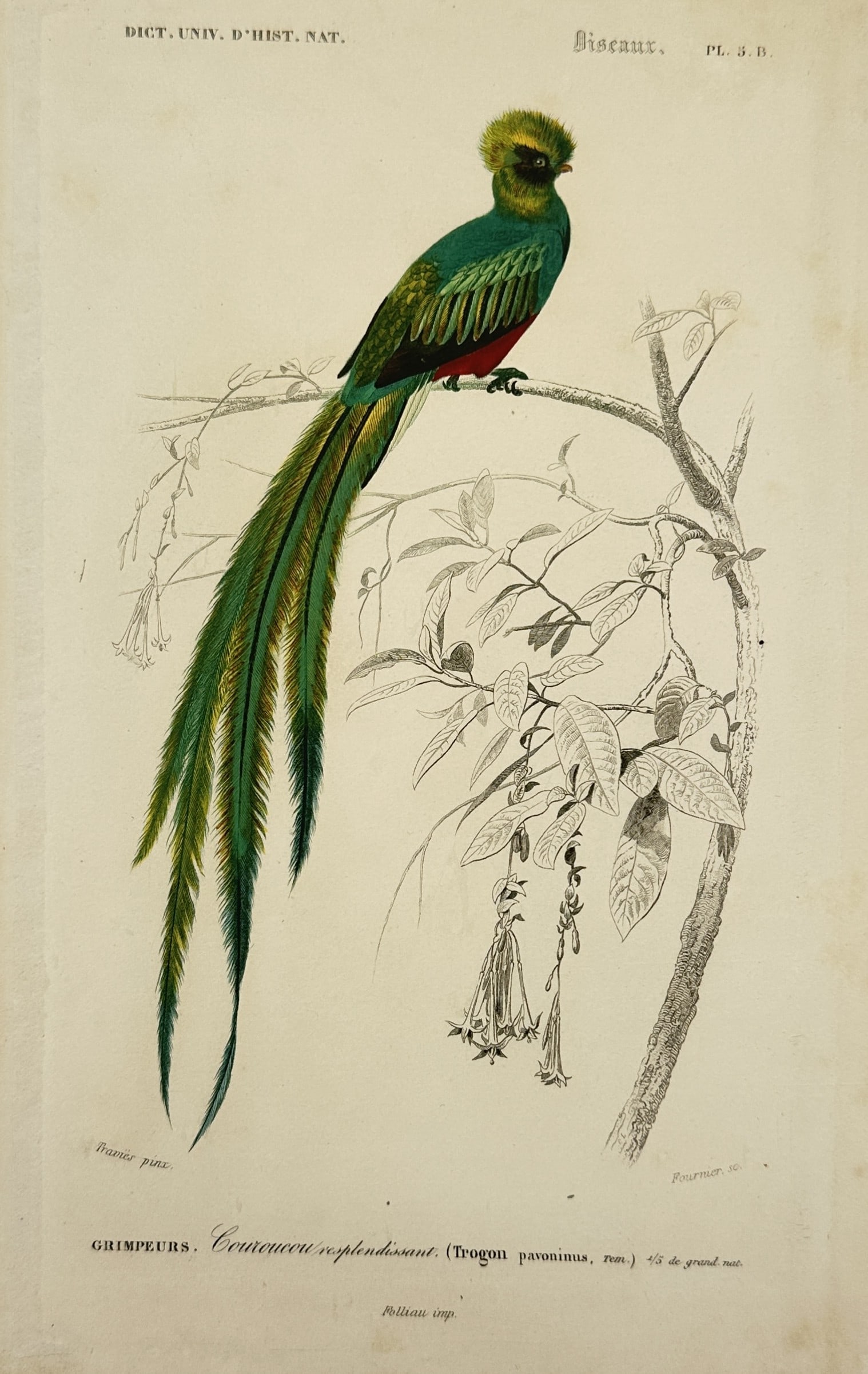 Charles d'Orbigny (1806–1876) – Study of the Resplendent Quetzal – Hand-coloured engraving: "Oiseaux: Grimpeurs, Couroucou resplendissant (Trogon pavoninus)." This hand-coloured engraving depicts a male Resplendent Quetzal perched on a floral branch, showcasing its iconic elongated emerald t