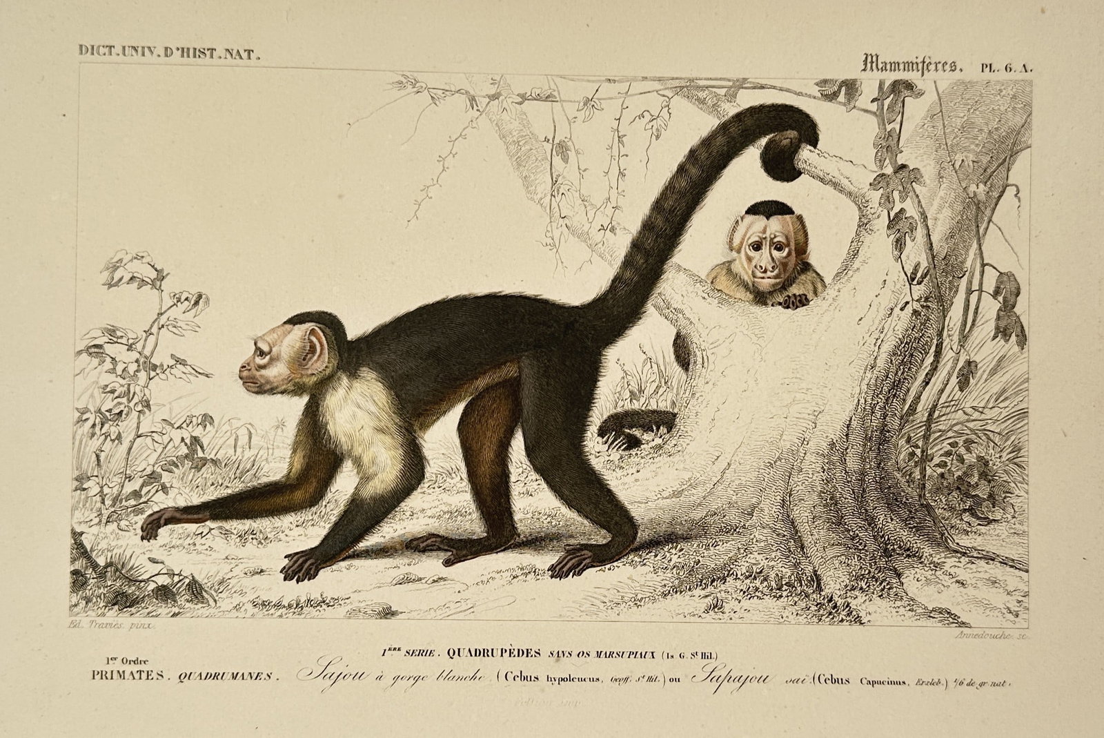 Charles d'Orbigny (1806–1876) – Study of Capuchin Monkeys – Hand-coloured engraving: "Mammifères: Primates, Quadrumanes, Sajou à gorge blanche." This hand-coloured engraving illustrates two capuchin monkeys, featuring a prominent study of a white-throated capuchin in motion and a se