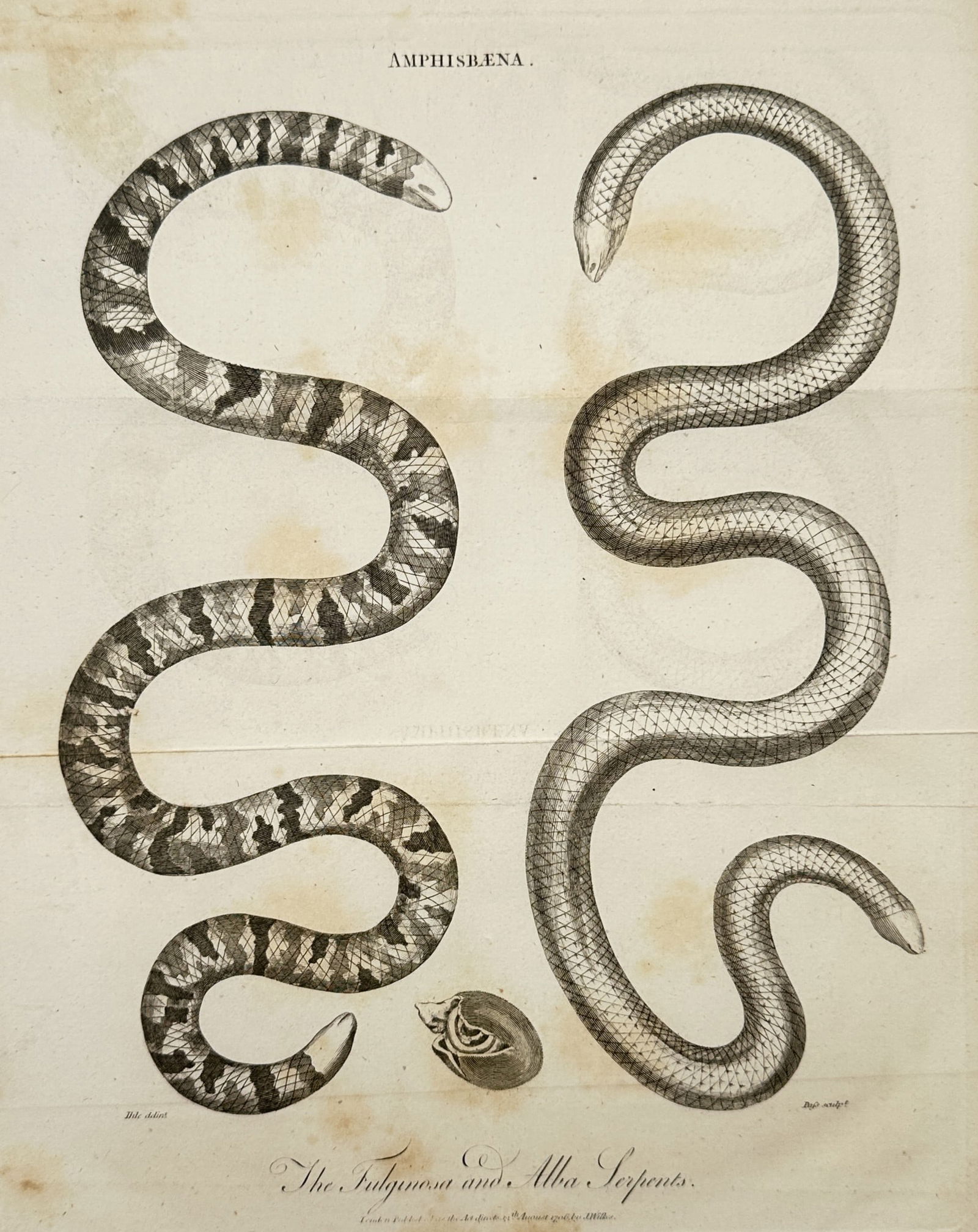 John Wilkes (1750–1810) – Studies of the Fuliginosa and Alba Serpents – Engraving (1806): "The Fuliginosa and Alba Serpents." This engraving features two distinct specimens of the Amphisbaena genus, commonly known as worm lizards, showing their characteristic blunt heads and tails which of