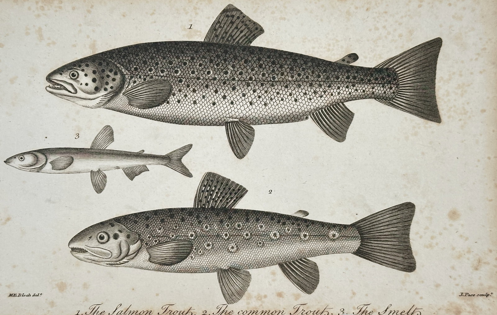 John Pass (active 1783–1832) – Study of the Salmon Trout, Common Trout, and Smelt – Engraving: "1. The Salmon Trout, 2. The common Trout, 3. The Smelt." This engraving presents three species of fish, providing a comparative study of their anatomical features, scale patterns, and fin structures.