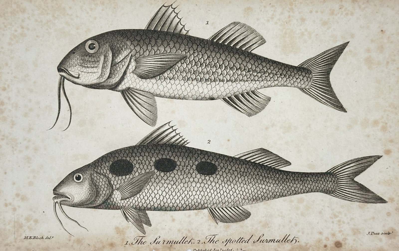 John Pass (active 1783–1832) – Study of the Surmullet and Spotted Surmullet – Engraving (1 of 2)