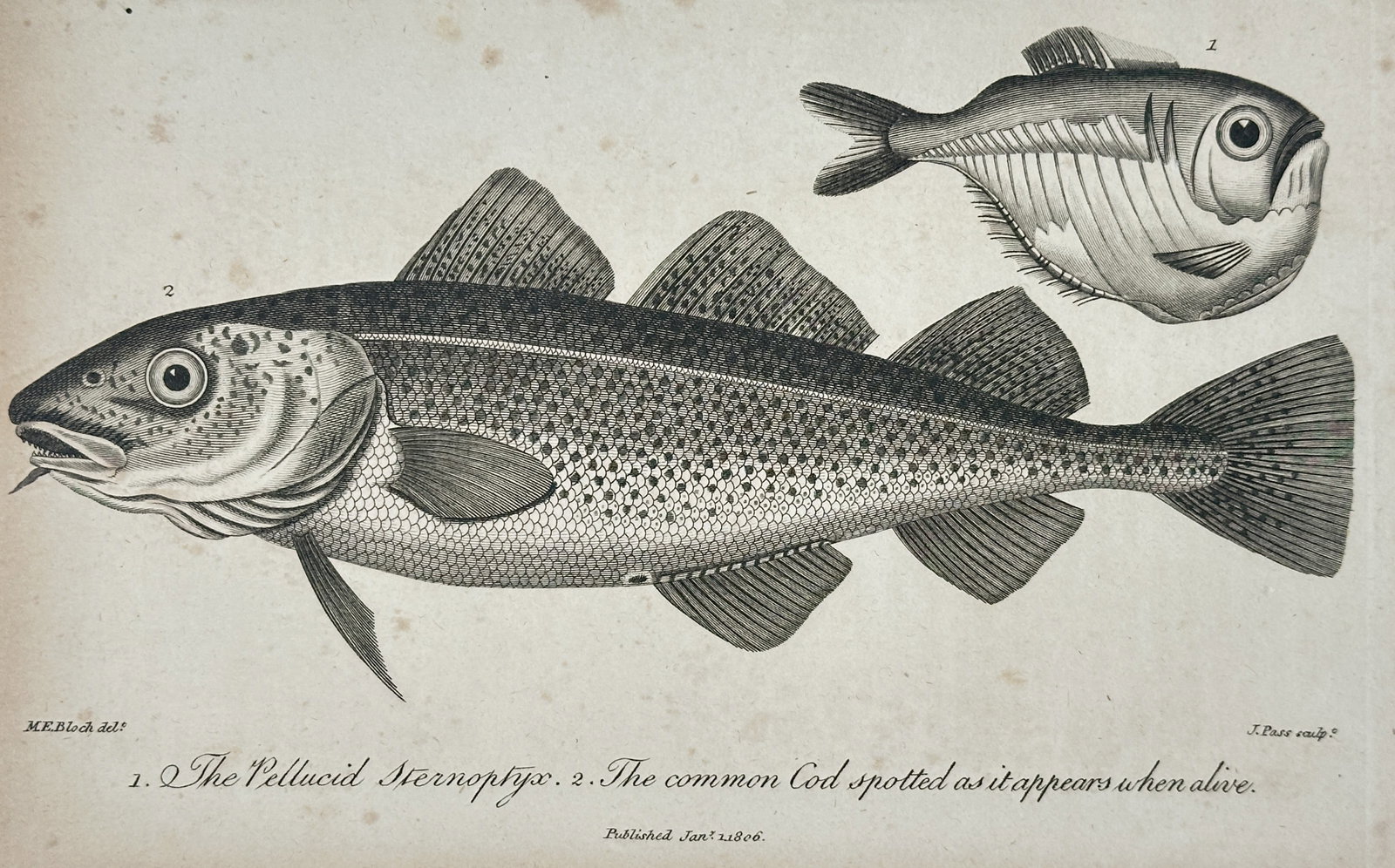 John Pass (active 1783–1832) – Study of the Pellucid Sternoptyx and the Common Cod – Engraving: "1. The Pellucid Sternoptyx. 2. The common Cod spotted as it appears when alive." This engraving displays a comparative study of a deep-sea hatchetfish and a common Atlantic cod, highlighting the spec