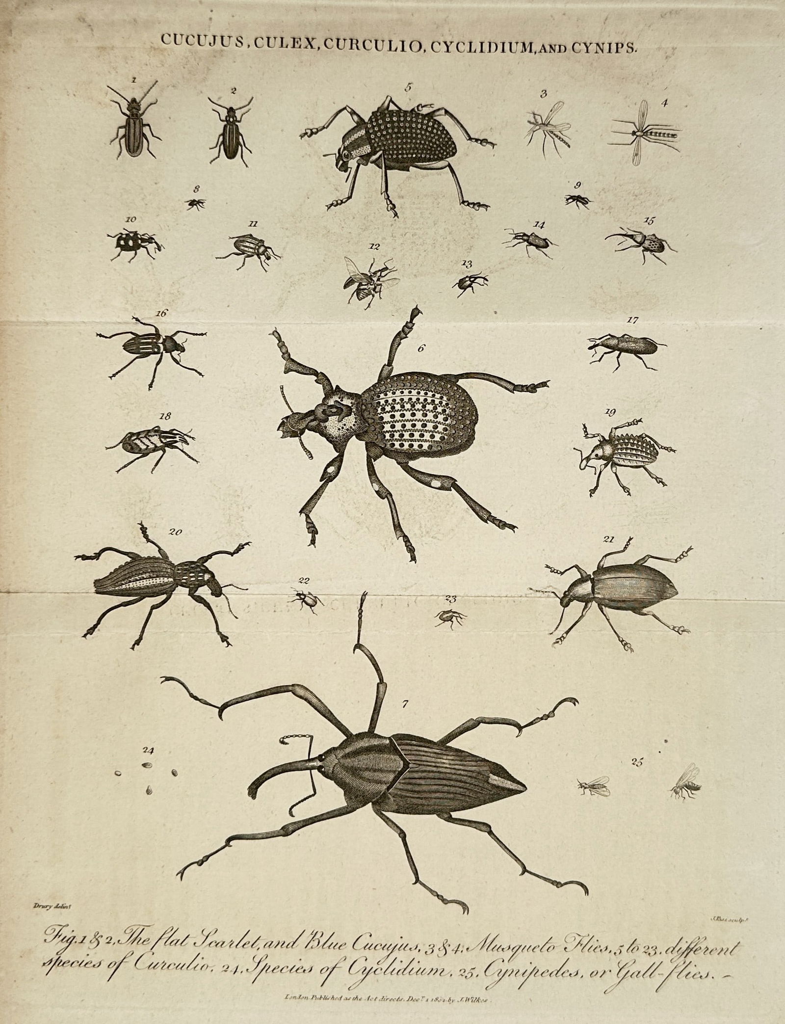 John Wilkes (1750–1810) – Studies of Cucujus, Culex, Curculio, Cyclidium, and Cynips –: "The flat Scarlet, and Blue Cucujus, Musqueto Flies, different species of Curculio, Species of Cyclidium, Cynipedes, or Gall-flies." This engraving presents a diverse entomological survey, illustratin