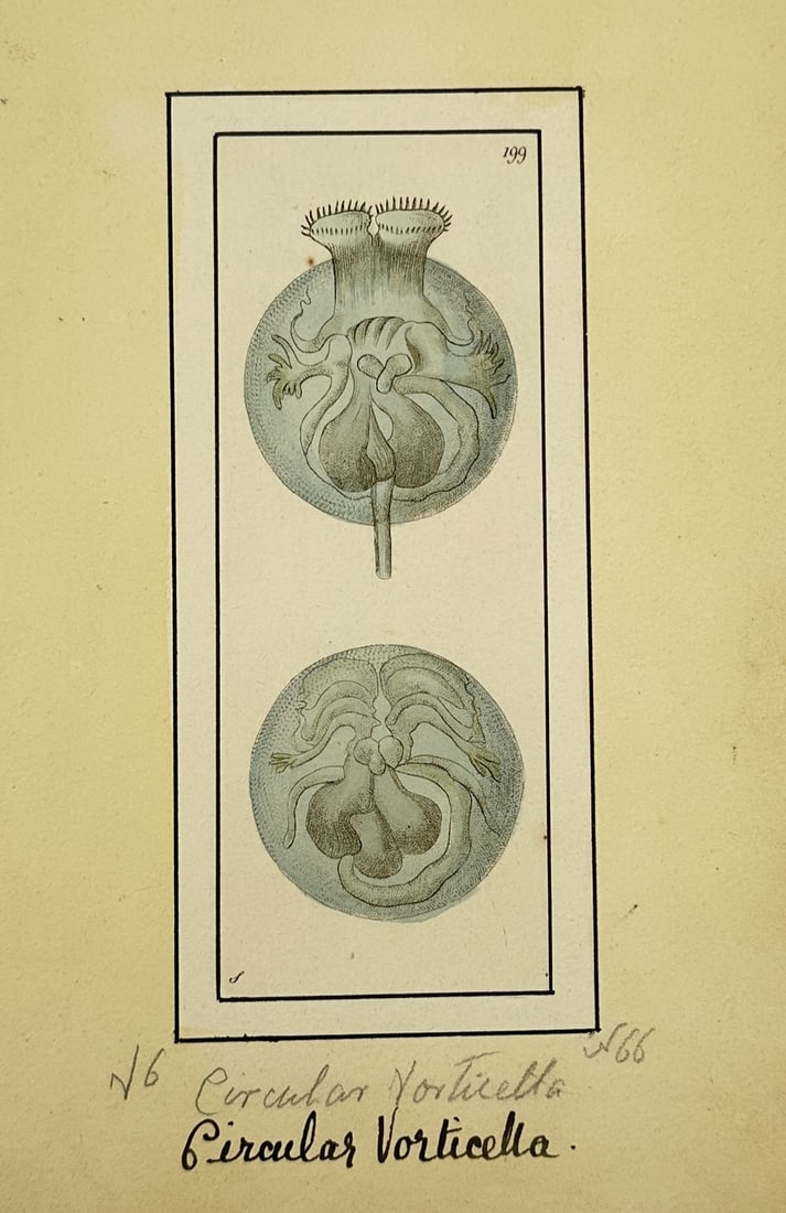 Frederick Nodder (active 1770–1800) – Study of the Circular Vorticella – Hand-coloured: "Circular Vorticella." This hand-coloured engraving illustrates a microscopic ciliate protozoan, depicting its bell-shaped body and the fine cilia at the oral end used for feeding and locomotion. The