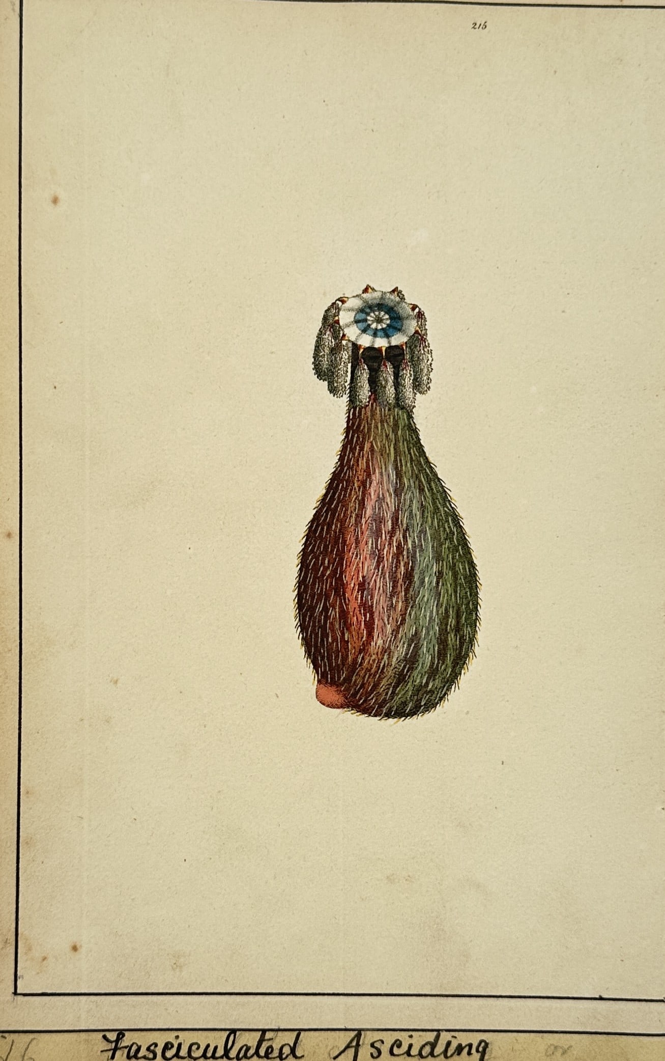 Frederick Nodder (active 1770–1800) – Study of the Fasciculated Ascidia: "Fasciculated Ascidia." This hand-coloured engraving depicts a marine tunicate, specifically a sea squirt, illustrating its bulbous body covered in fine bristles and the colorful siphon at the top use