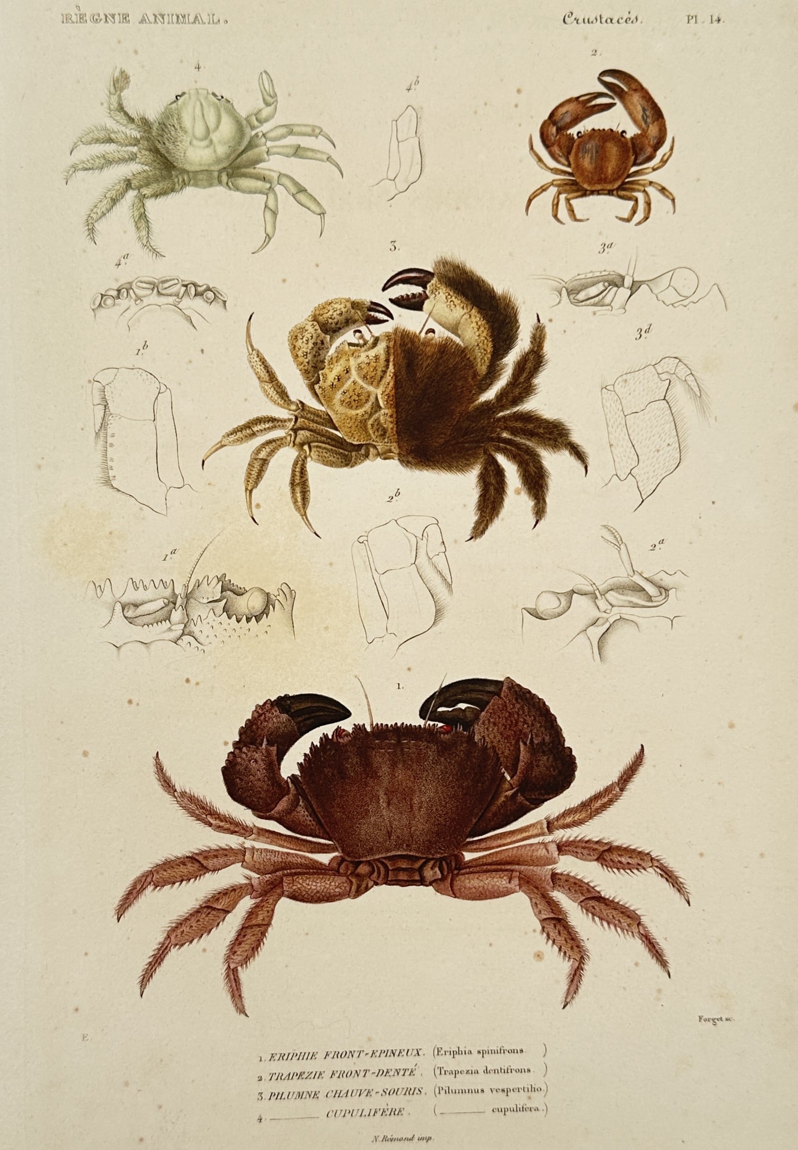 Georges Cuvier (1769–1832) – Study of Crustaceans – Hand-coloured engraving (1837): "Règne Animal. Crustacés. 1. Eriphie Front-Épineux. 2. Trapézie Front-Denté. 3. Pilumne Chauve-Souris. 4. Cupulifère." This hand-coloured engraving presents four distinct species of crabs, empha
