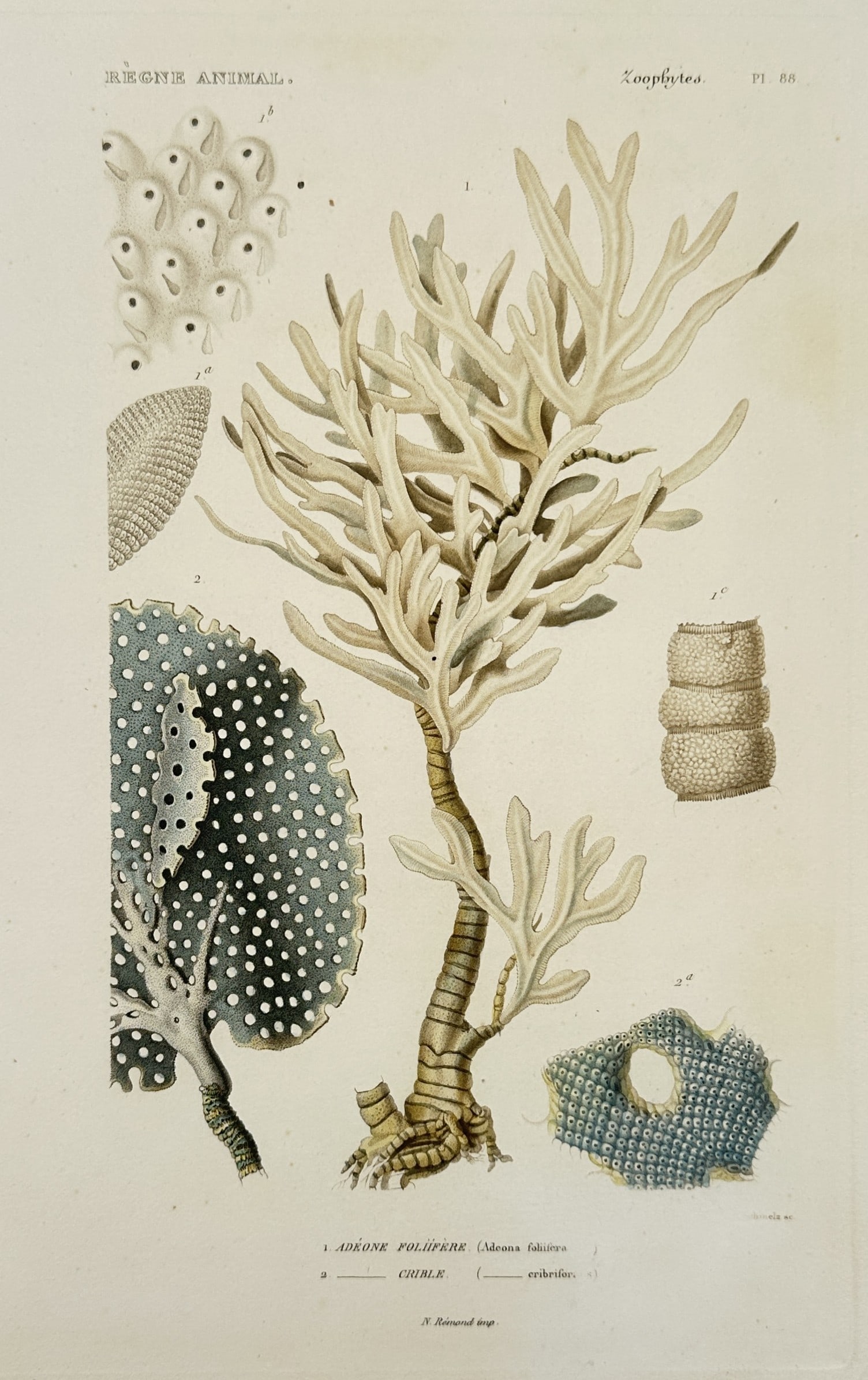 Georges Cuvier (1769–1832) – Study of Zoophytes: Adeone and Eschare – Hand-coloured engraving: "Règne Animal. Zoophytes. 1. Adéone Folifère. 2. Eschare." This hand-coloured engraving illustrates complex colonial marine organisms, featuring the branching structure of Adeona and the porous, la