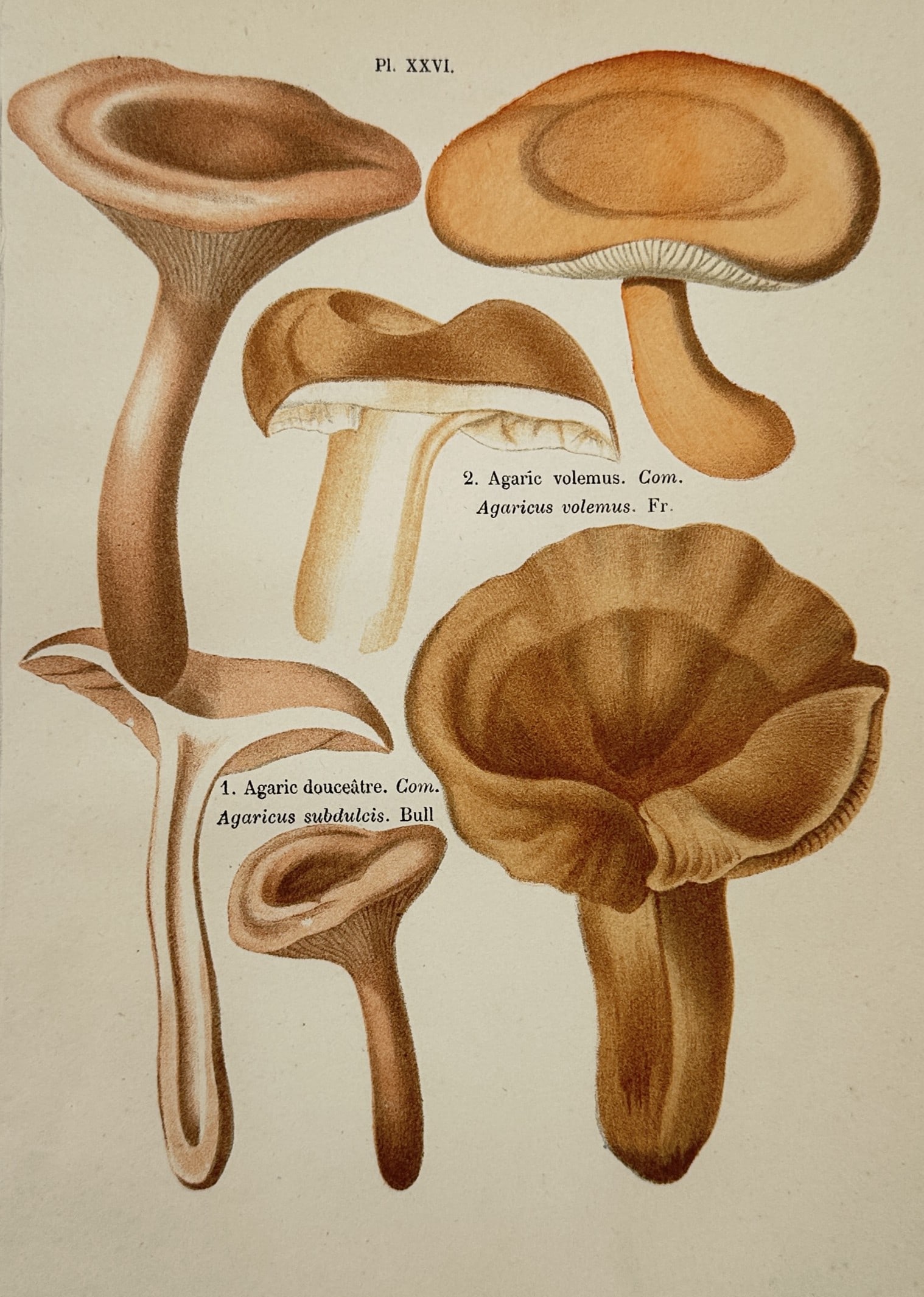 Aimée-Eugénie Delville-Cordier – Study of Agaric Mushrooms – Hand-coloured lithograph: "1. Agaric douceâtre, Com. Agaricus subdulcis. Bull. 2. Agaric volemus, Com. Agaricus volemus. Fr." This hand-coloured lithograph presents a botanical study of two mushroom species, now known as Lact